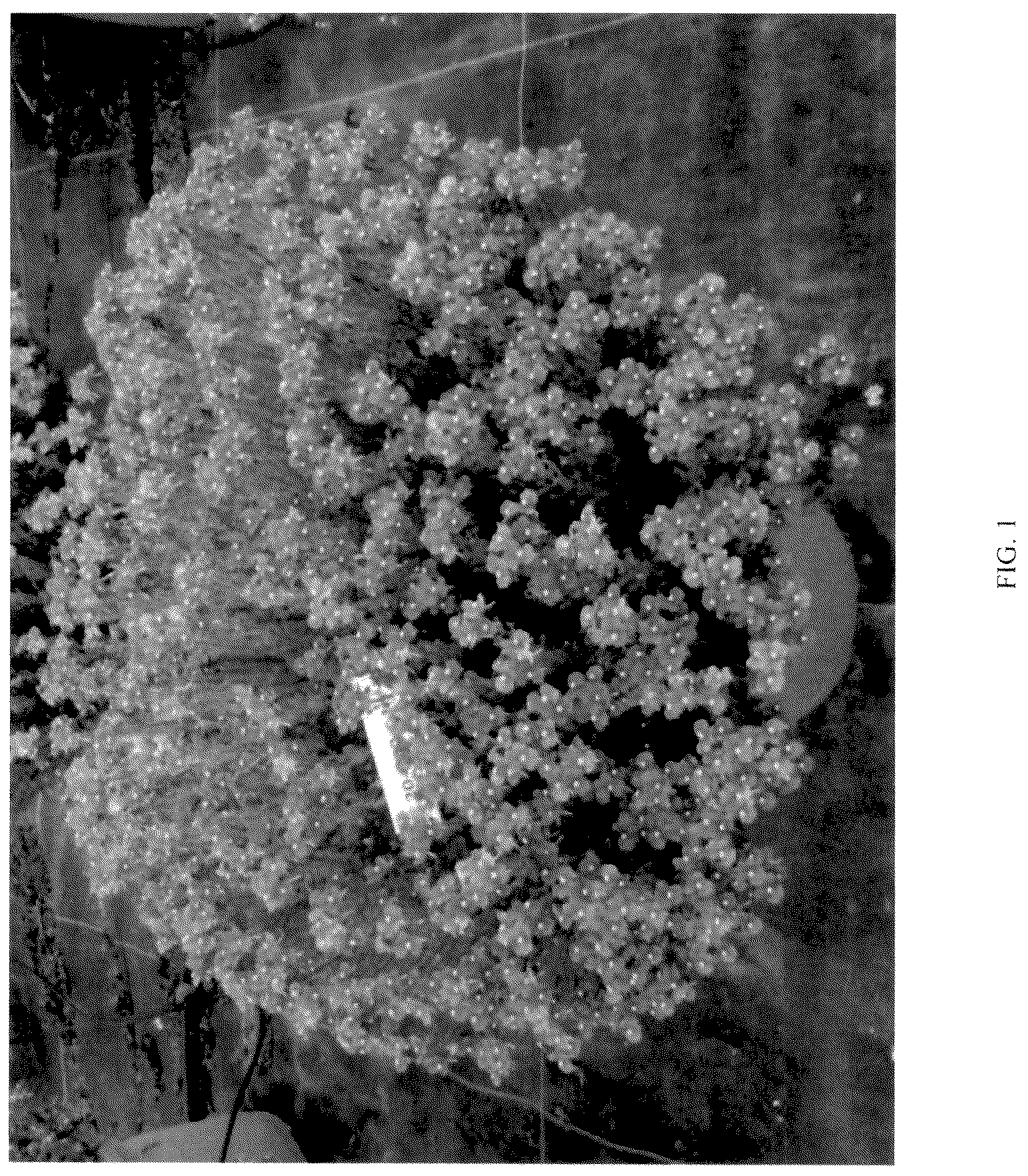 Patent USPP036704 Figure 1 – Nemesia plant named ‘KERNEMBIRD’