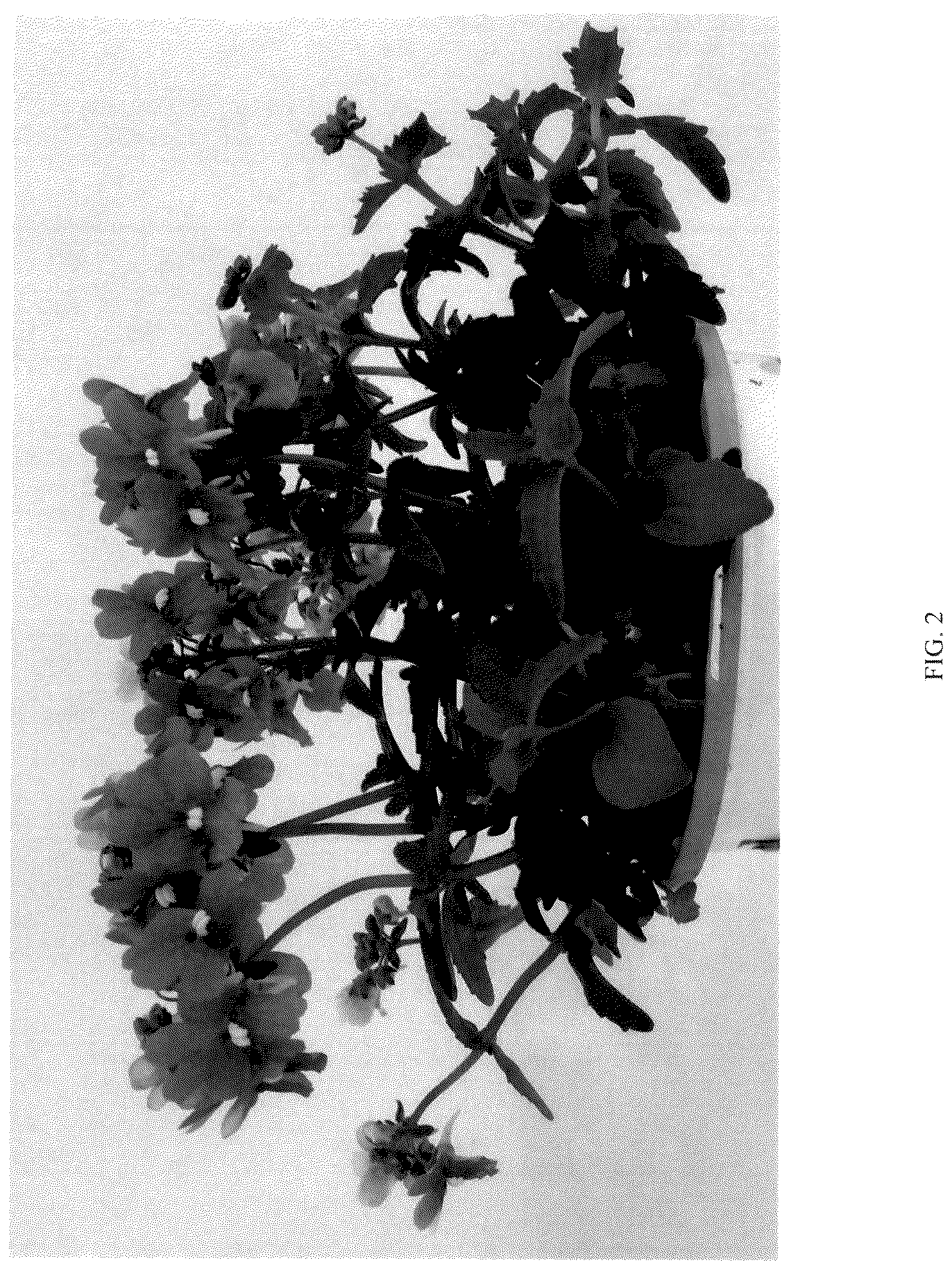 Patent USPP036704 Figure 2 – Nemesia plant named ‘KERNEMBIRD’