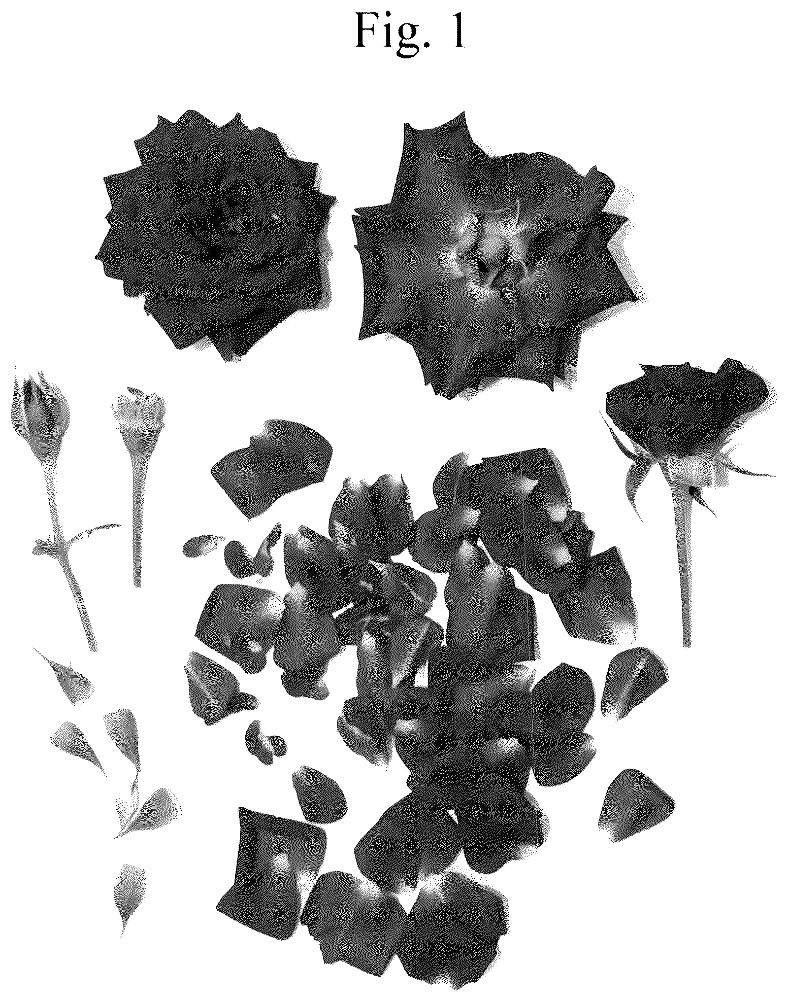Patent USPP036705 Figure 1 – Miniature rose plant named ‘Poulty042’