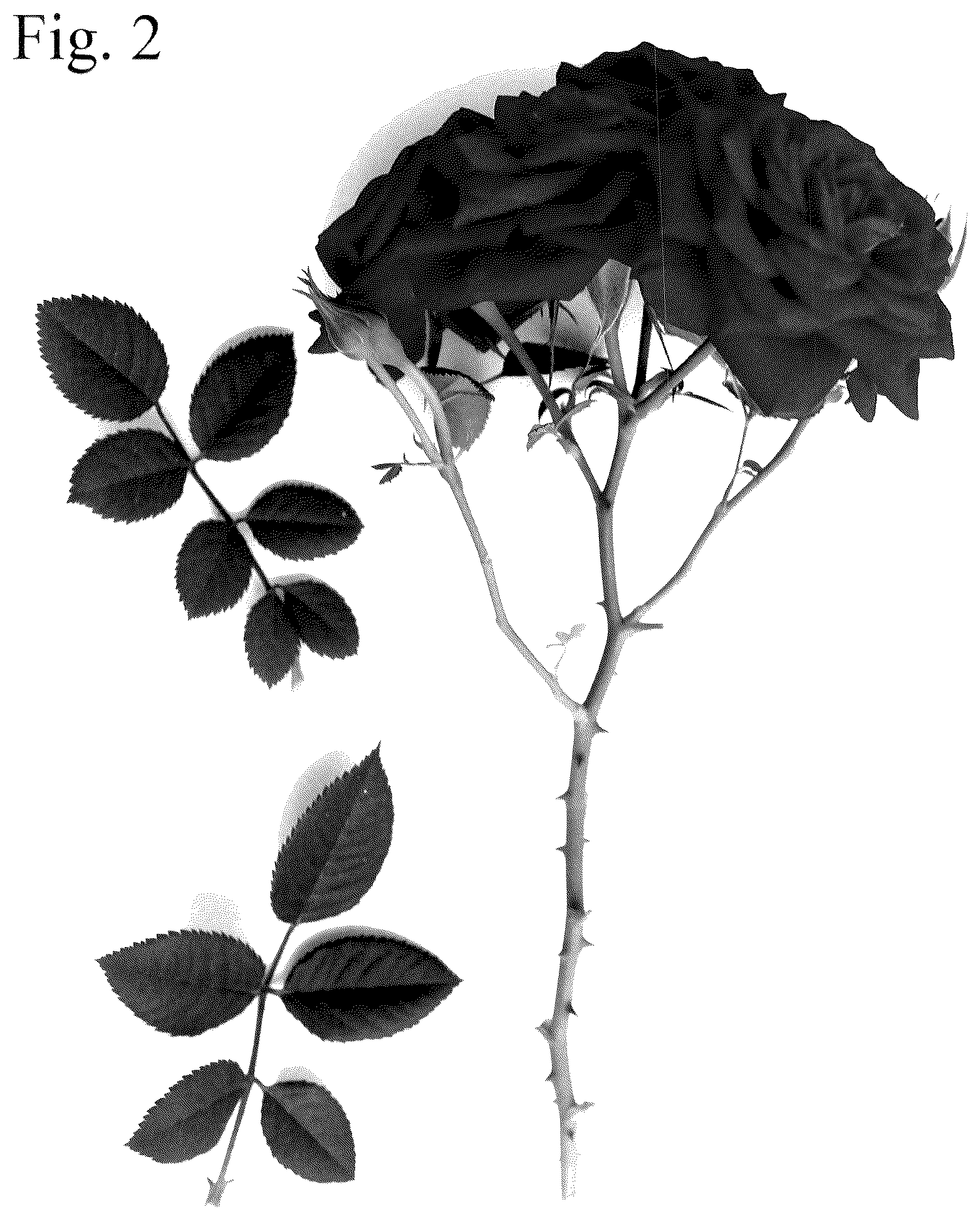 Patent USPP036705 Figure 2 – Miniature rose plant named ‘Poulty042’