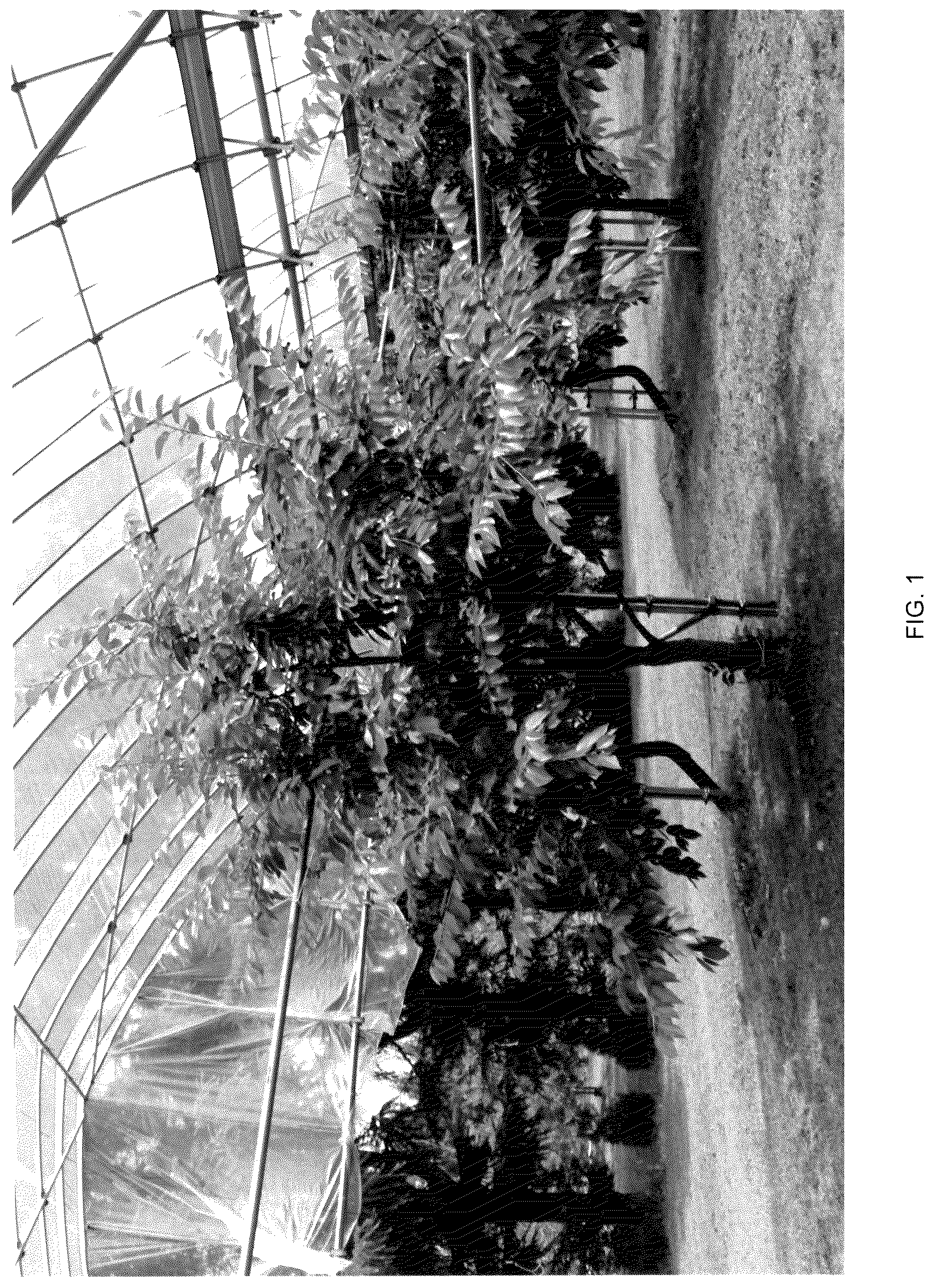 Patent USPP036706 Figure 1 – Cherry tree named ‘Himari’