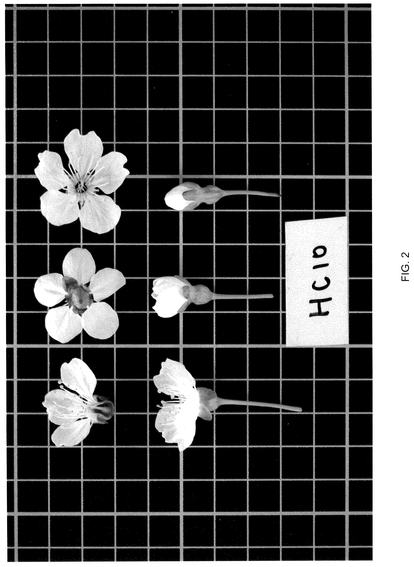 Patent USPP036706 Figure 2 – Cherry tree named ‘Himari’