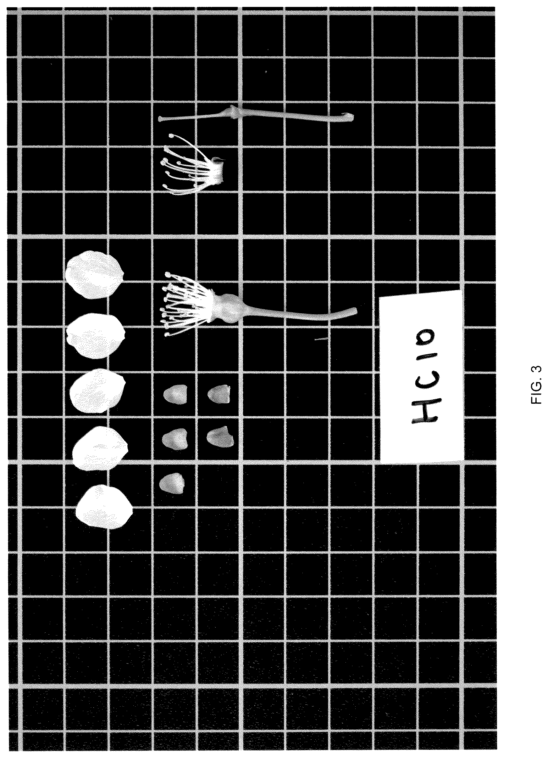 Patent USPP036706 Figure 3 – Cherry tree named ‘Himari’