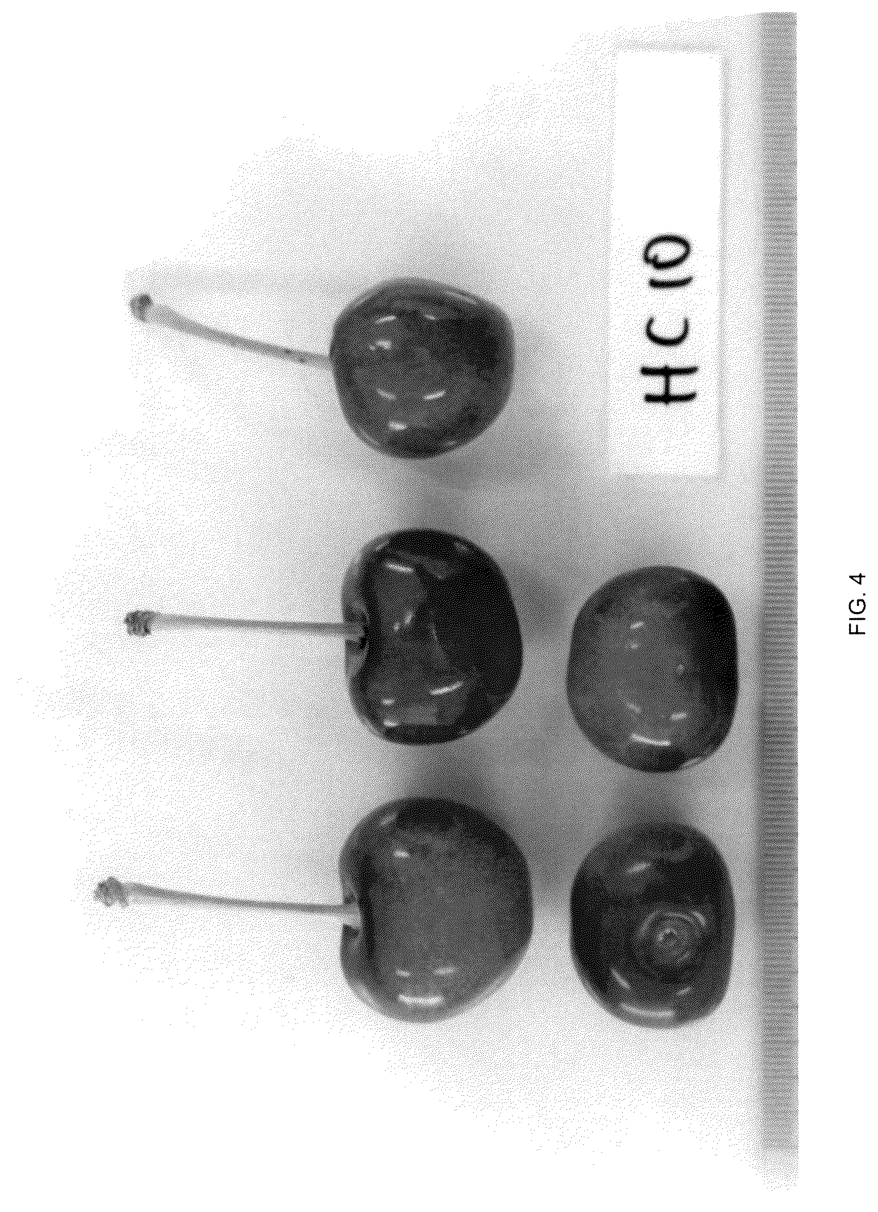 Patent USPP036706 Figure 4 – Cherry tree named ‘Himari’