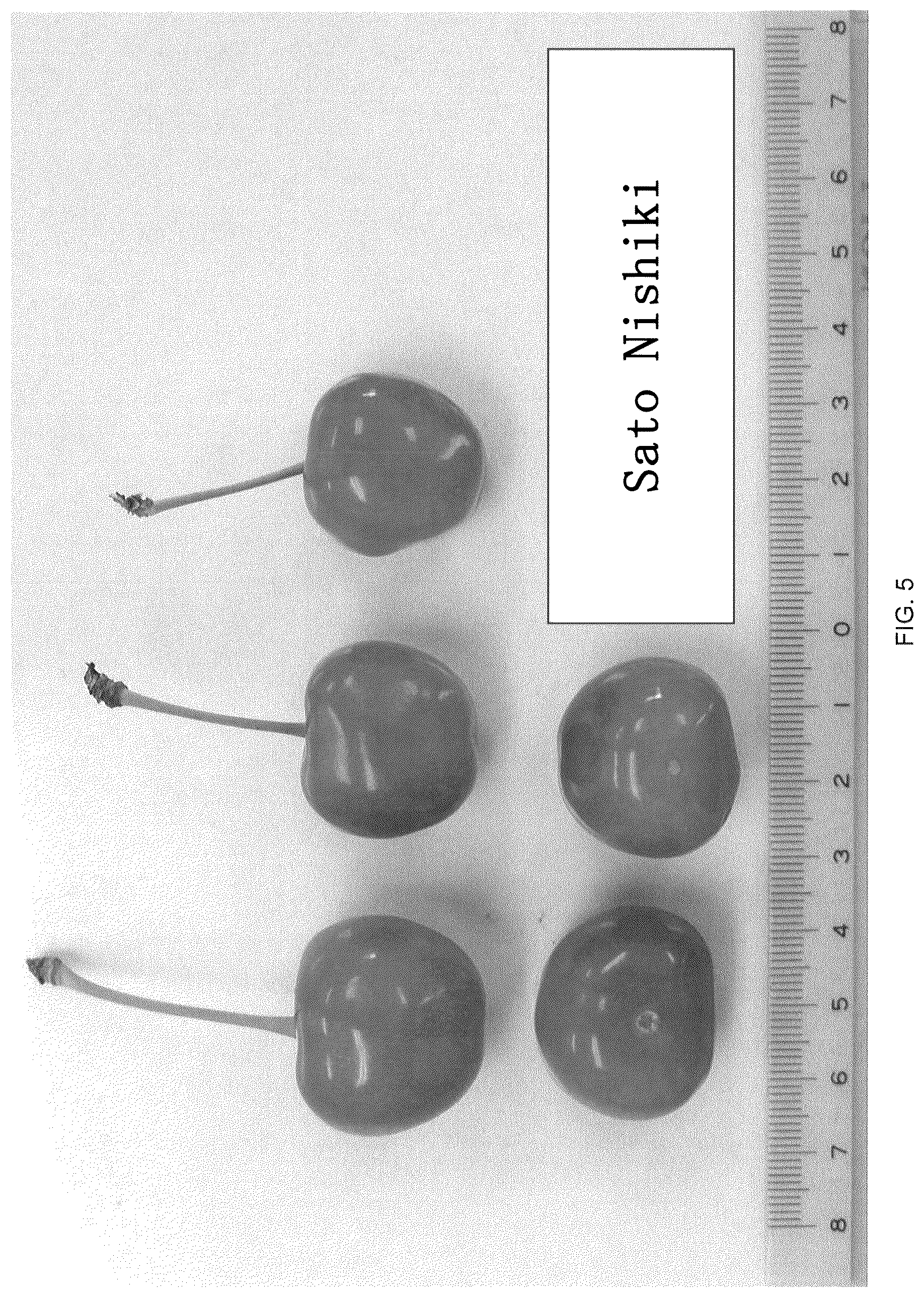 Patent USPP036706 Figure 5 – Cherry tree named ‘Himari’