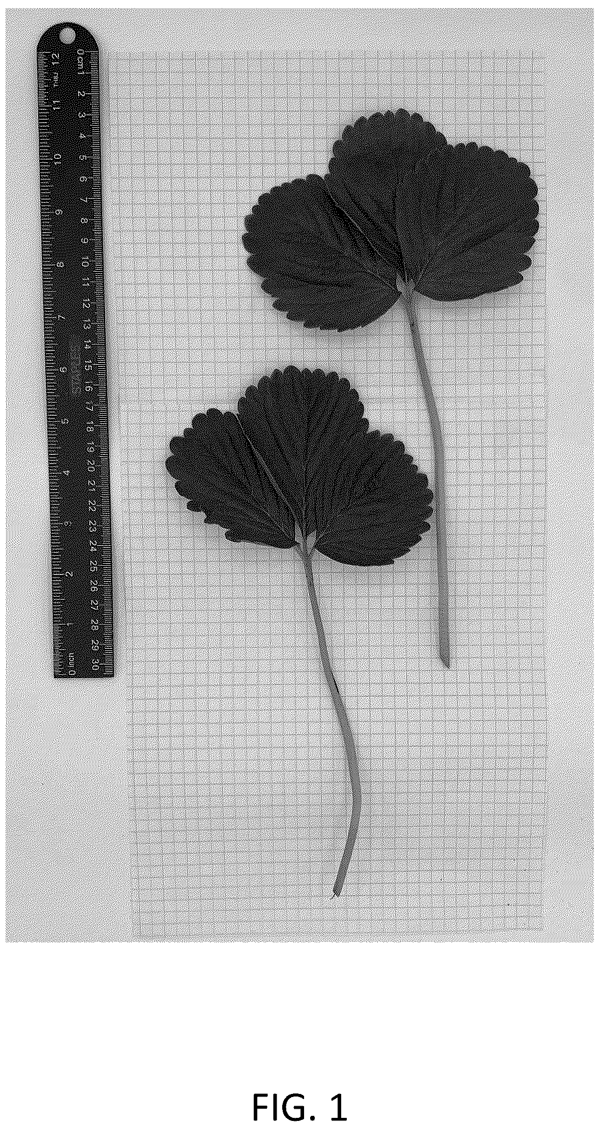 Patent USPP036707 Figure 1 – Strawberry plant named ‘CBC017’