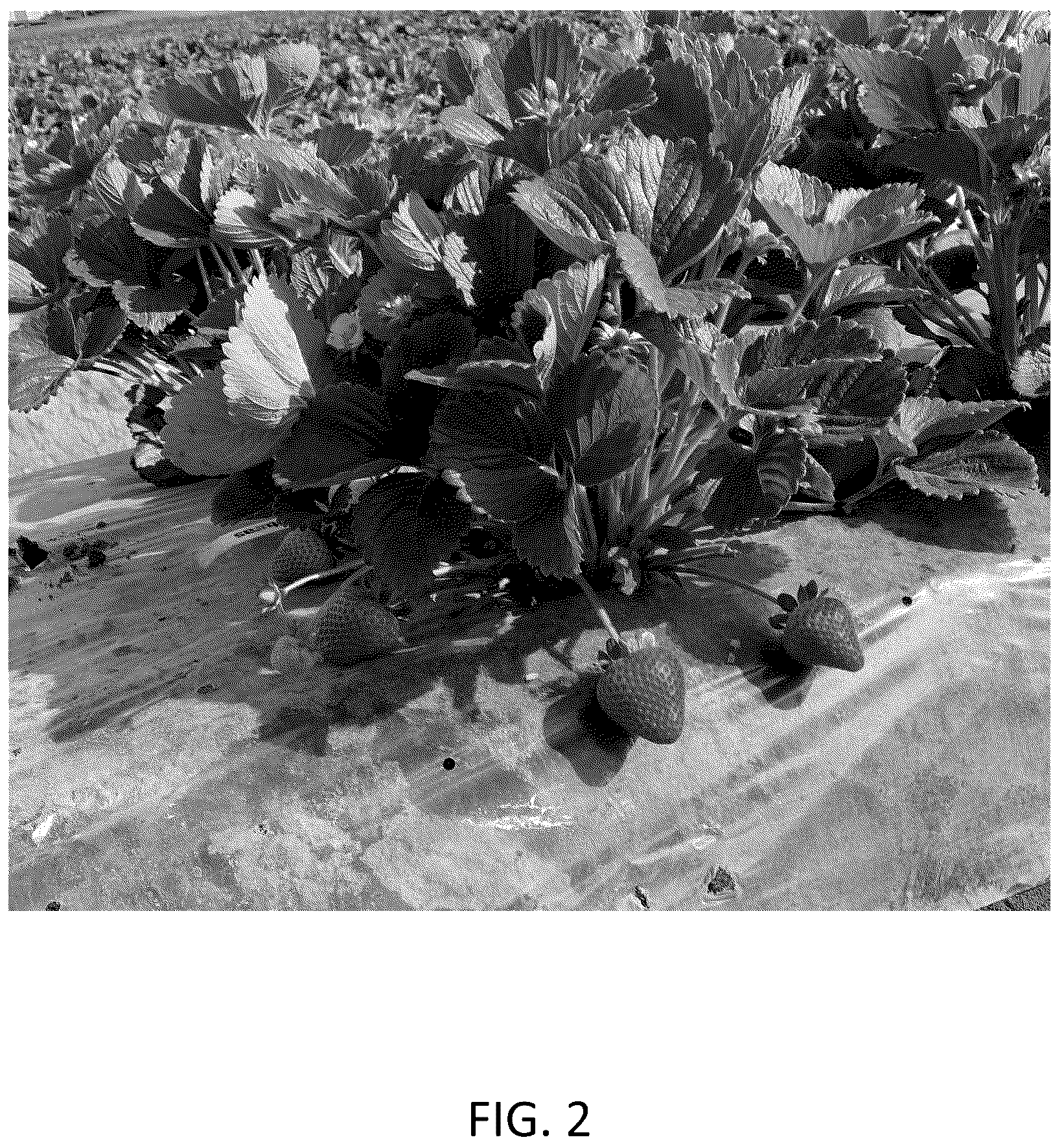 Patent USPP036707 Figure 2 – Strawberry plant named ‘CBC017’