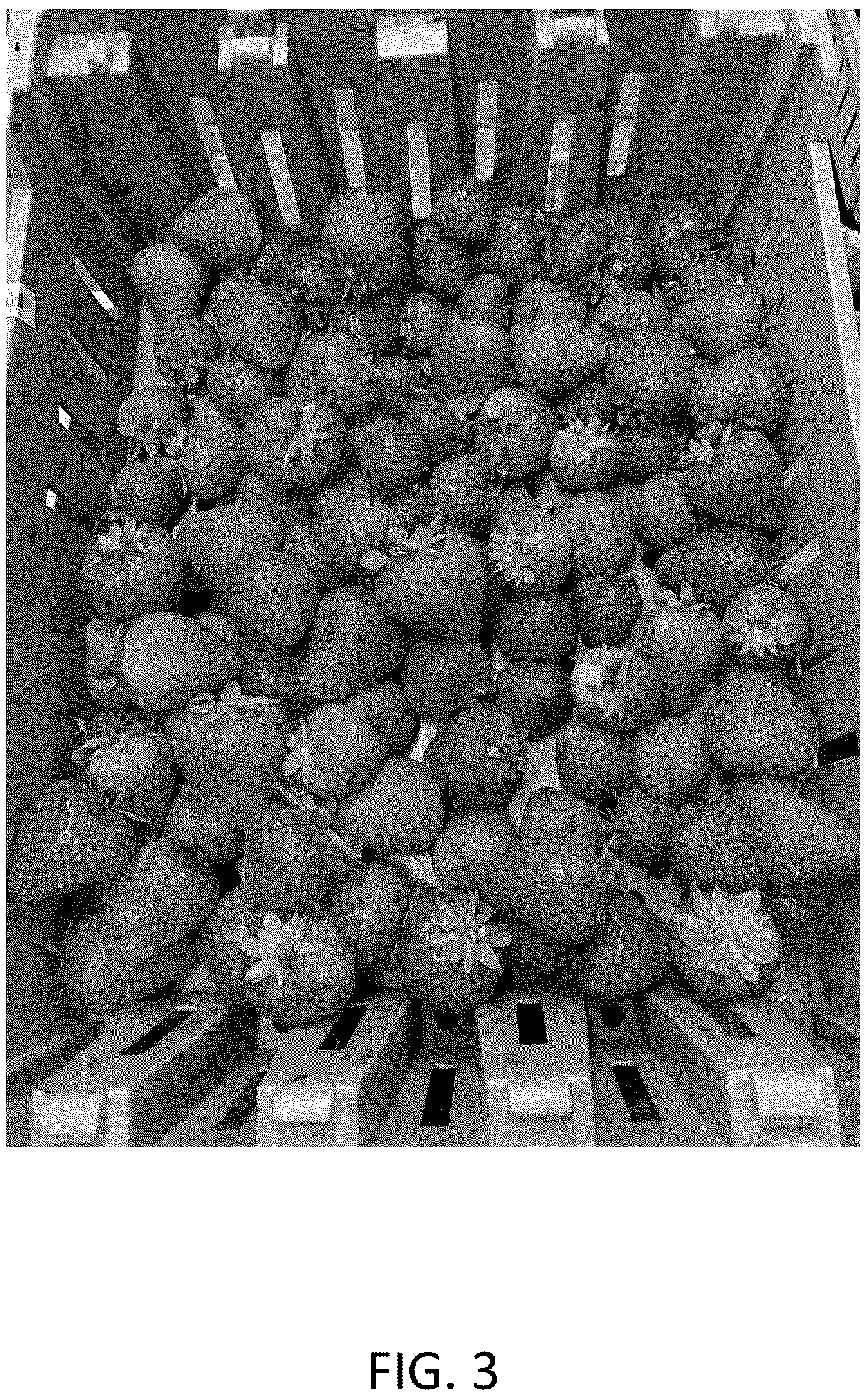 Patent USPP036707 Figure 3 – Strawberry plant named ‘CBC017’