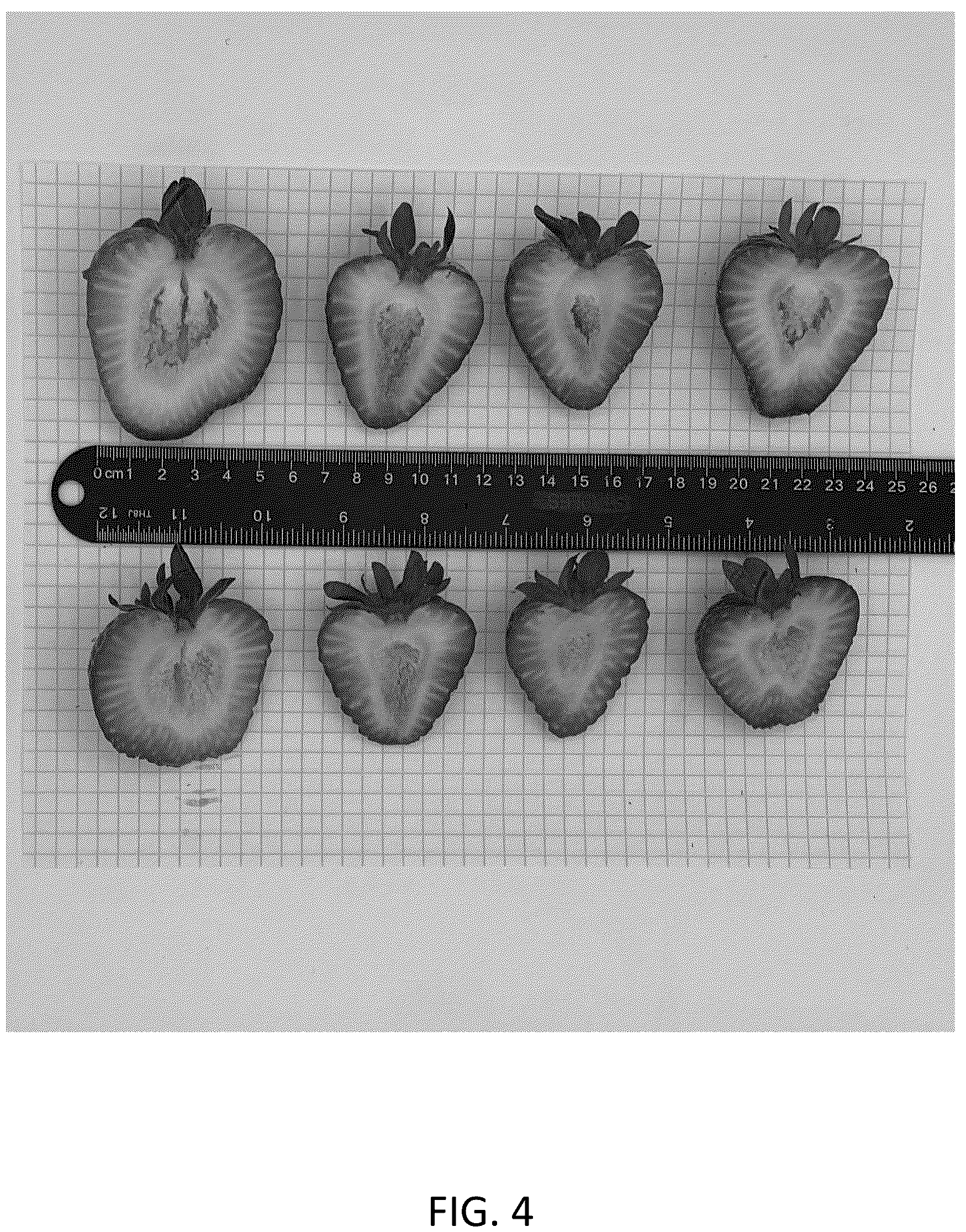 Patent USPP036707 Figure 4 – Strawberry plant named ‘CBC017’