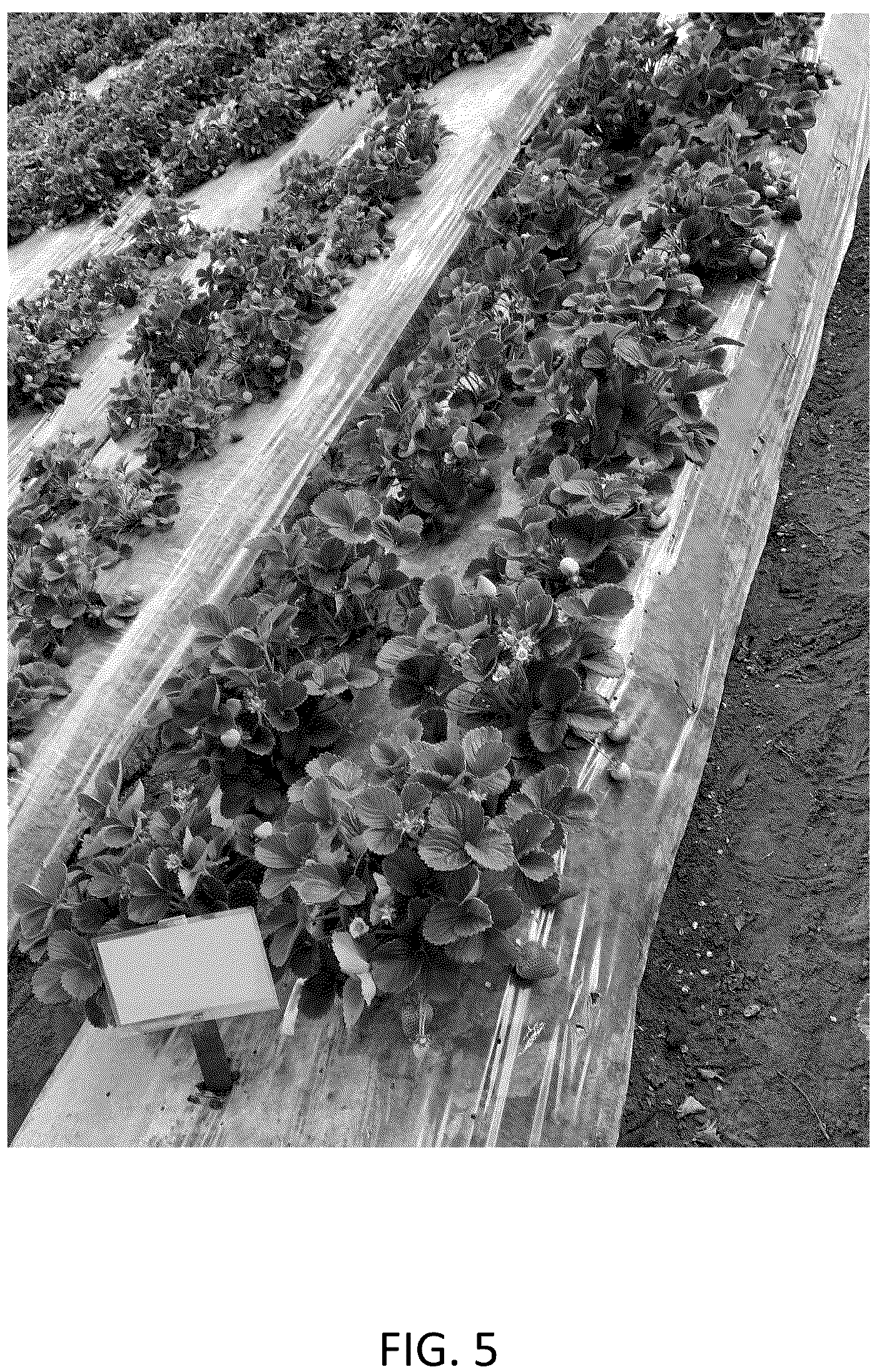 Patent USPP036707 Figure 5 – Strawberry plant named ‘CBC017’