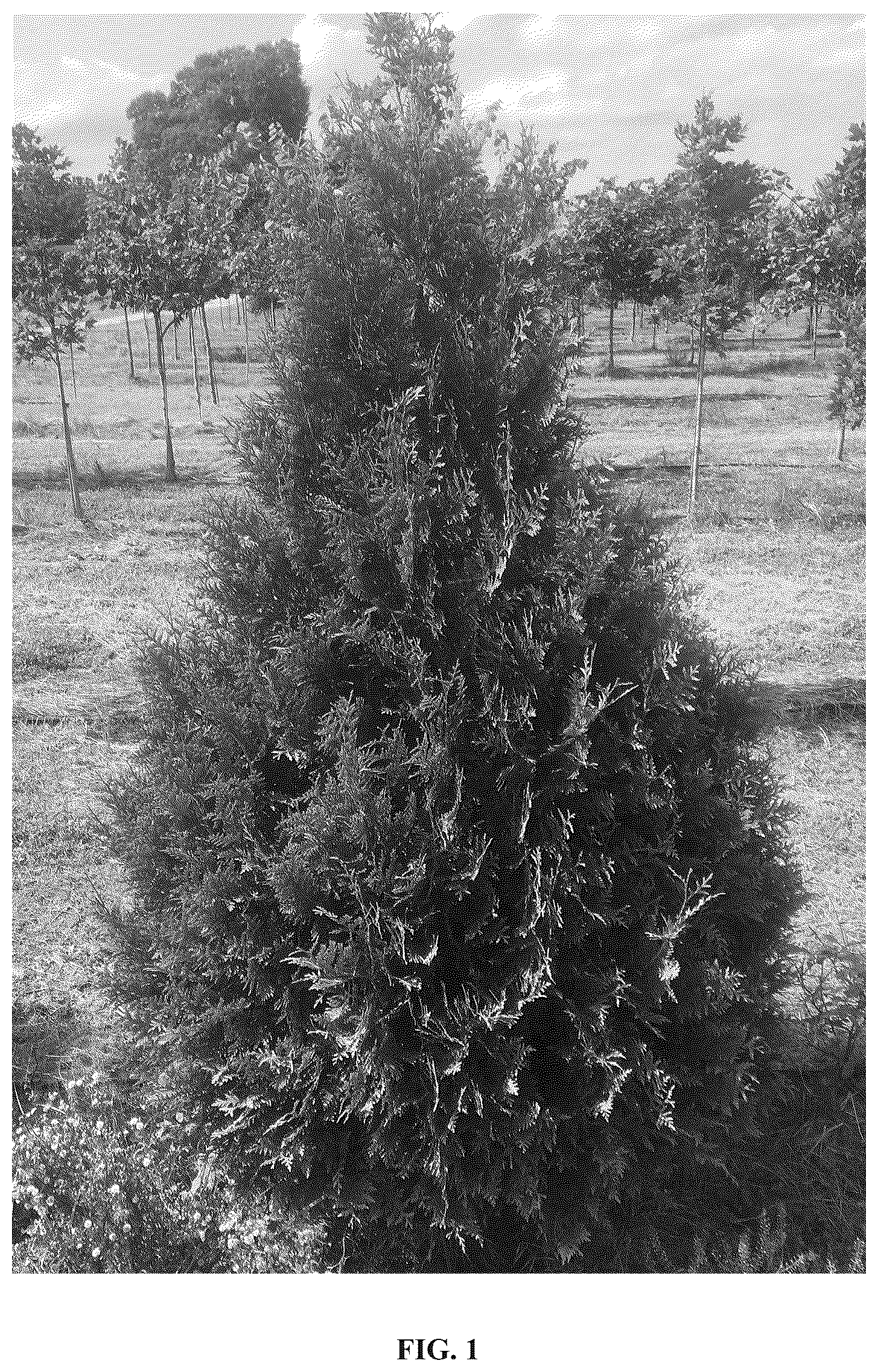 Patent USPP036708 Figure 1 – Thuja plant named ‘CFNI’