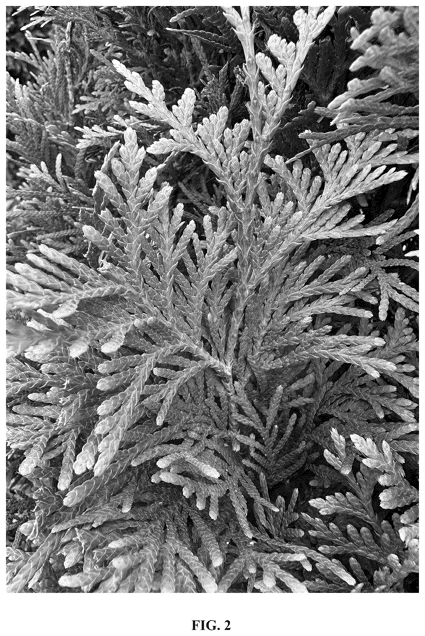 Patent USPP036708 Figure 2 – Thuja plant named ‘CFNI’
