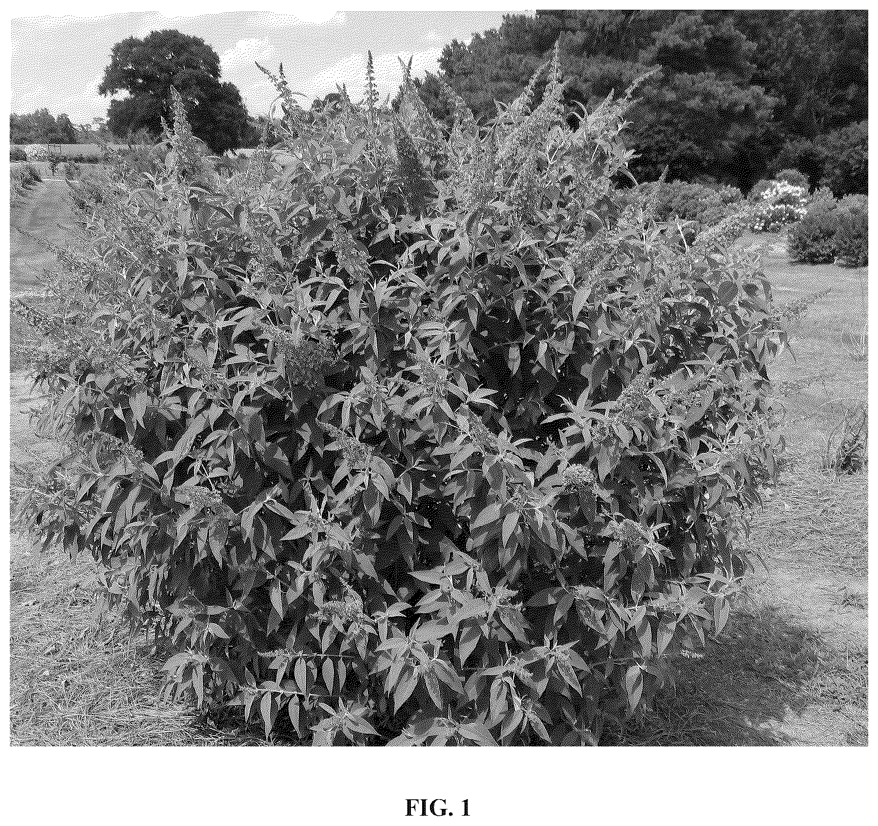 Patent USPP036709 Figure 1 – Buddleia plant named ‘Bailbudone’