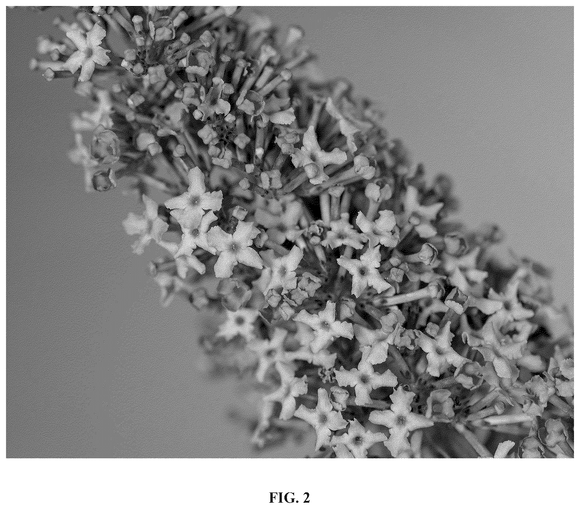Patent USPP036709 Figure 2 – Buddleia plant named ‘Bailbudone’
