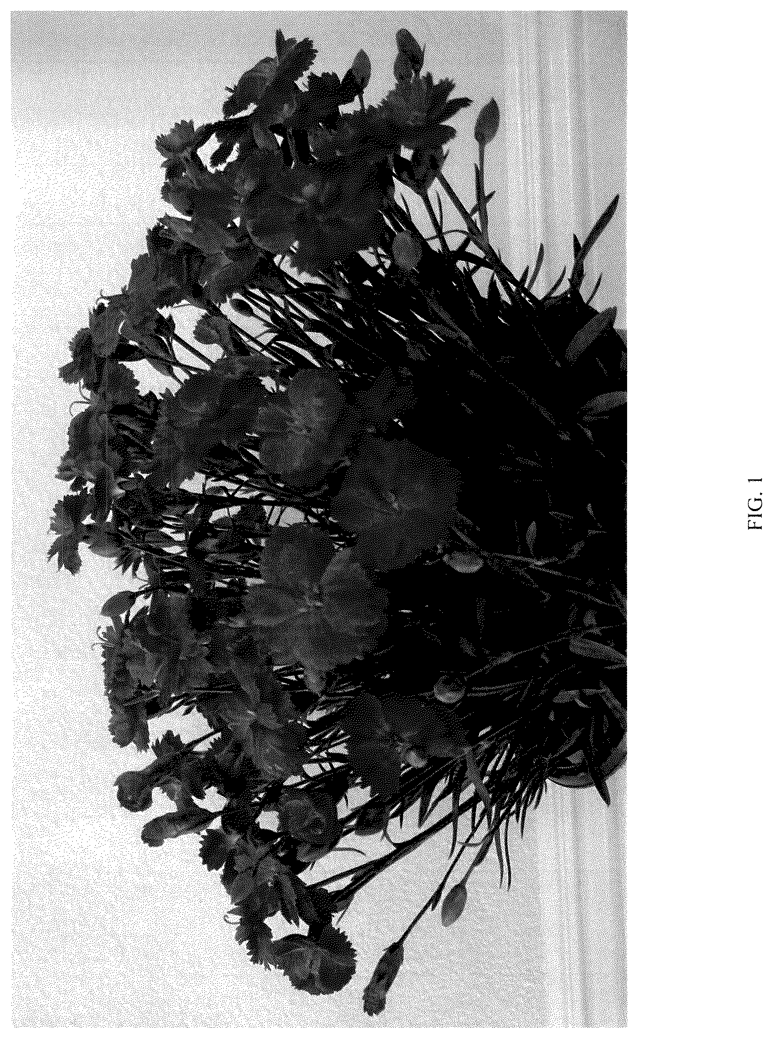 Patent USPP036710 Figure 1 – Dianthus plant named ‘G19159’