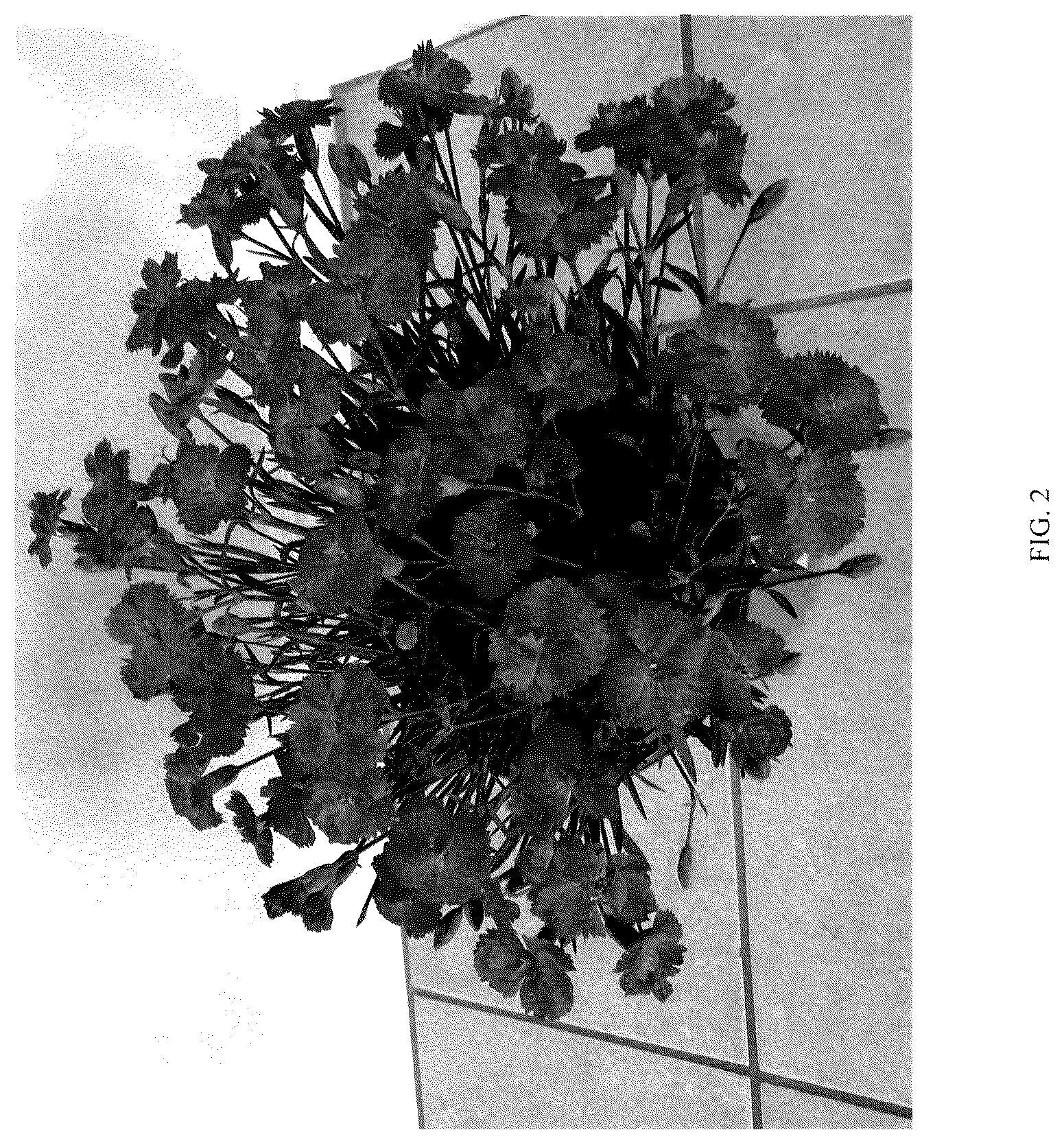 Patent USPP036710 Figure 2 – Dianthus plant named ‘G19159’