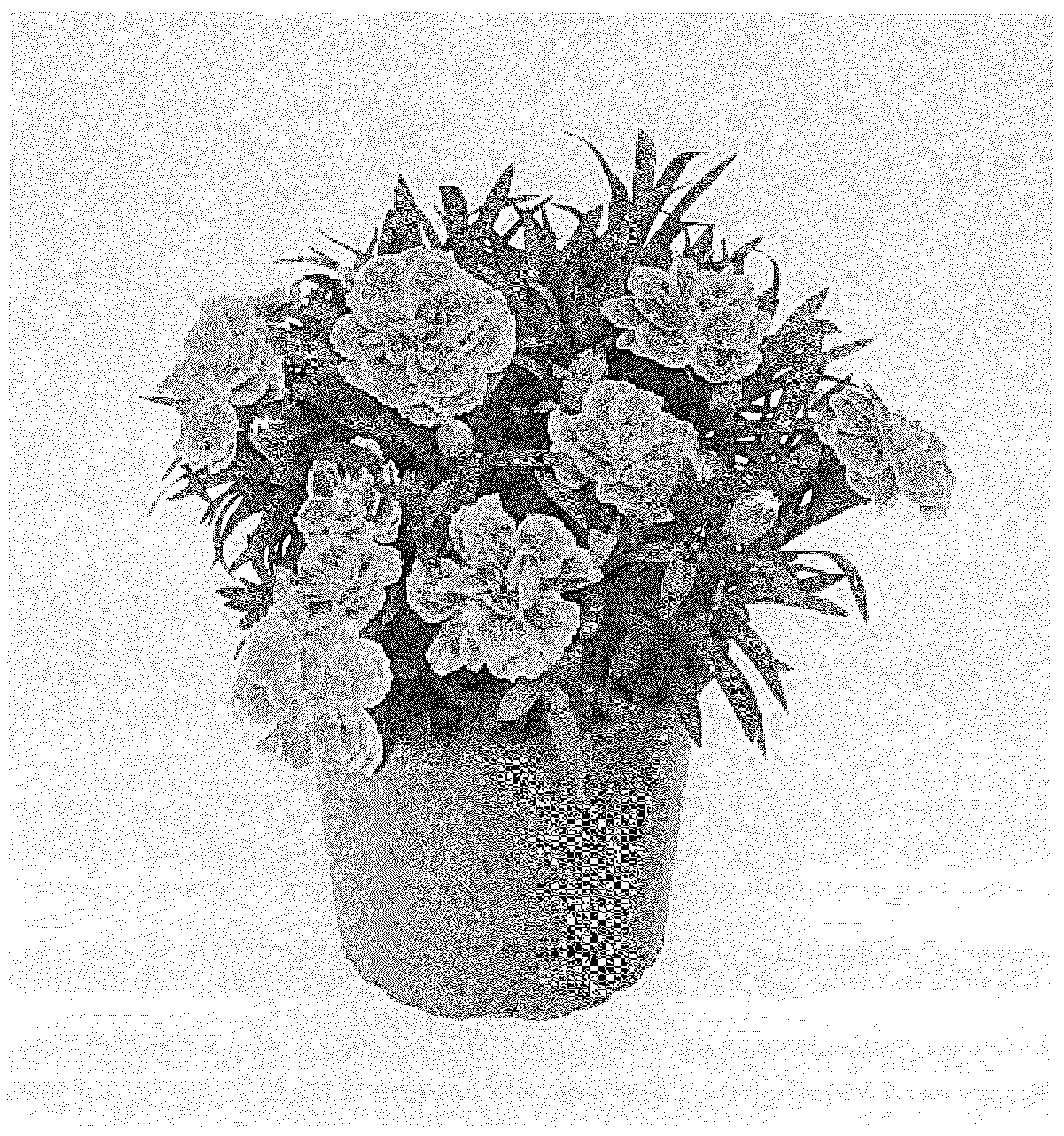 Patent USPP036711 — Dianthus plant named ‘KLEDG24541’ — Figure 1