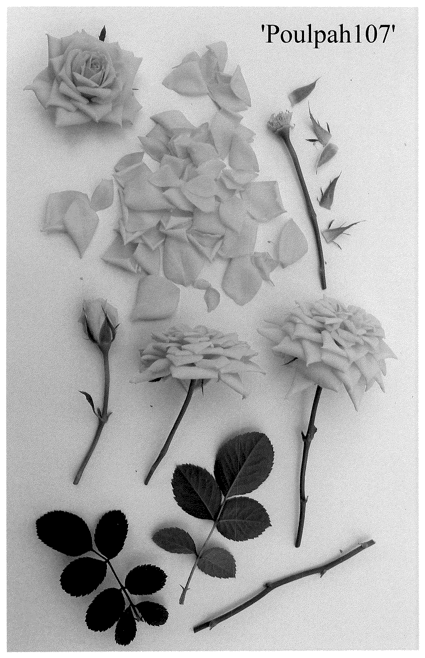 Patent USPP036712 Figure 1 – Miniature rose plant named ‘Poulpah107’