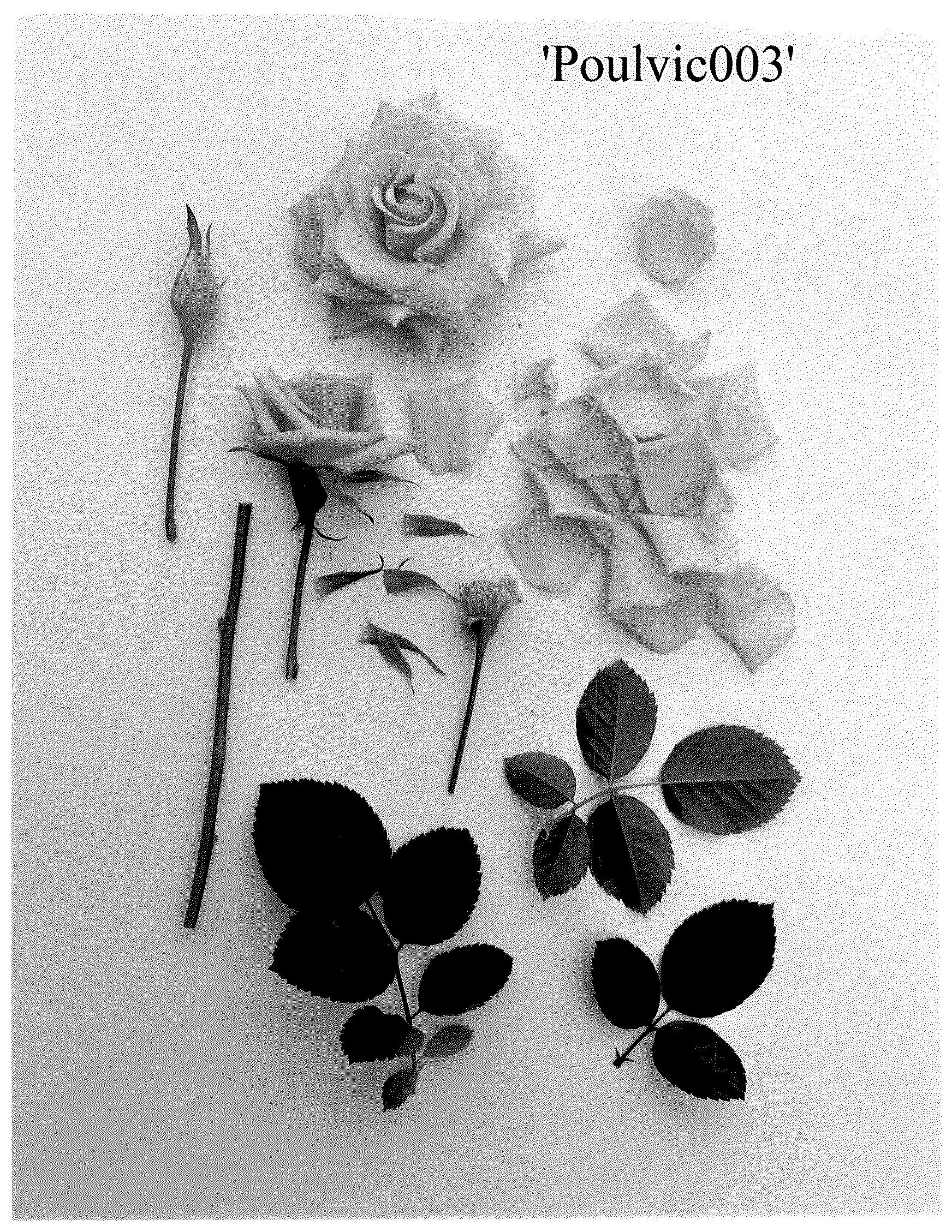 Patent USPP036713 Figure 1 – Rose plant named ‘Poulvic003’