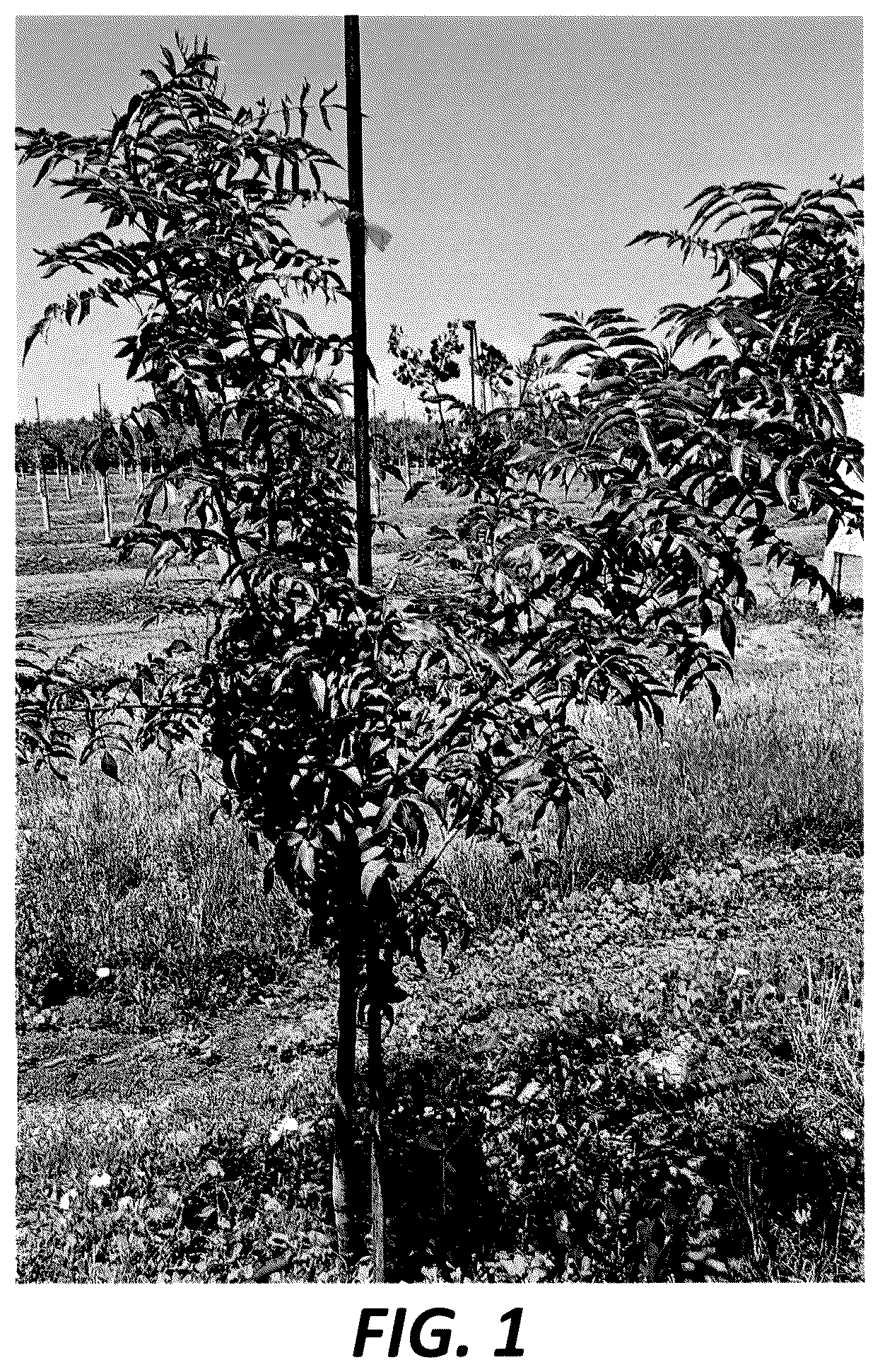 Patent USPP036714 — Pistachio hybrid rootstock named ‘19PaPi-SY’ — Figure 1