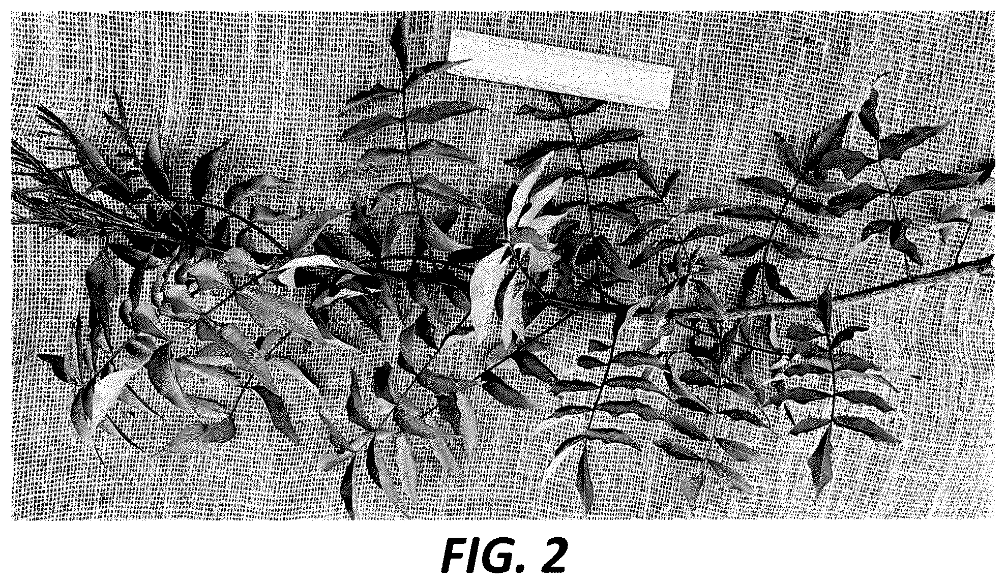 Patent USPP036714 Figure 2 – Pistachio hybrid rootstock named ‘19PaPi-SY’