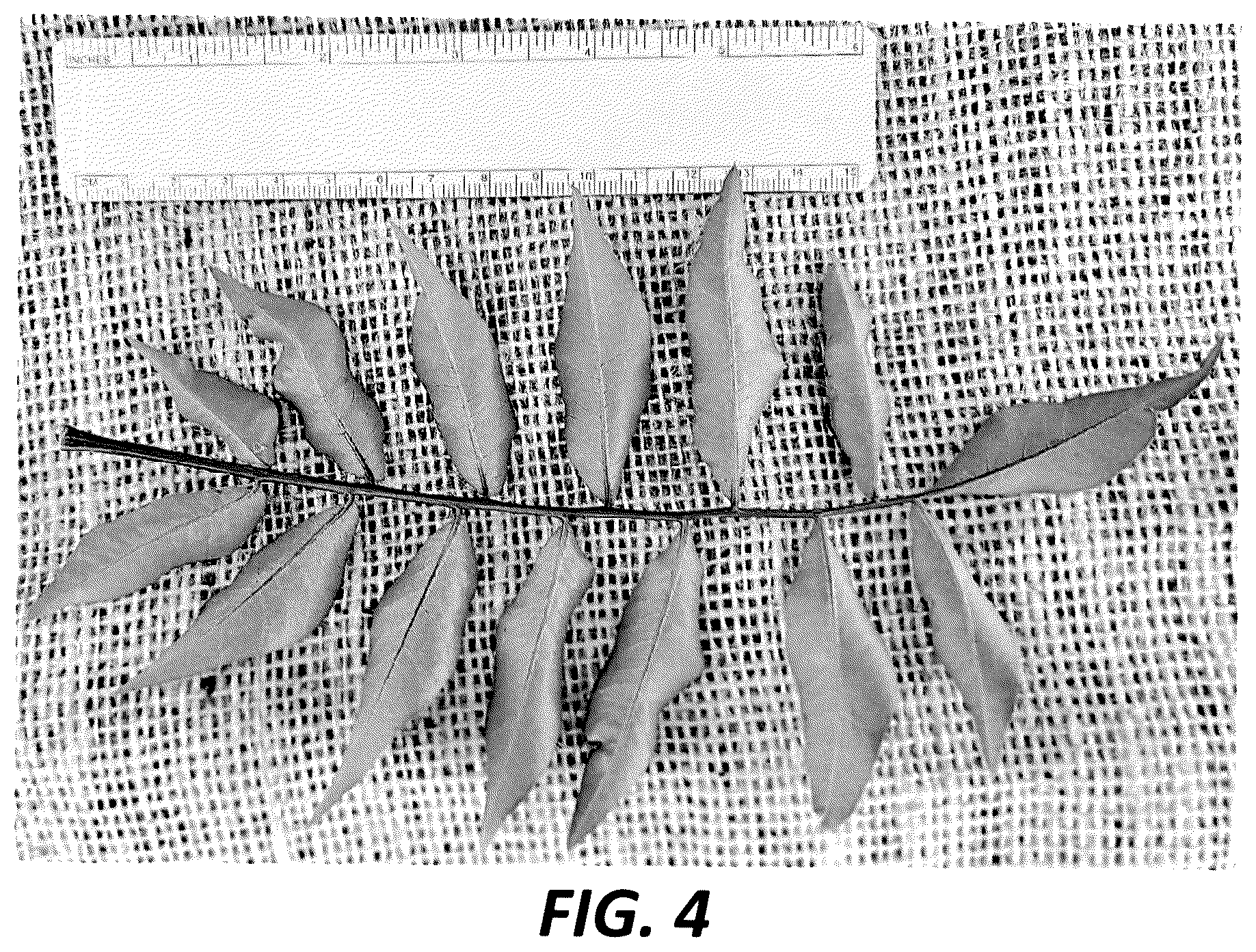 Patent USPP036714 Figure 4 – Pistachio hybrid rootstock named ‘19PaPi-SY’