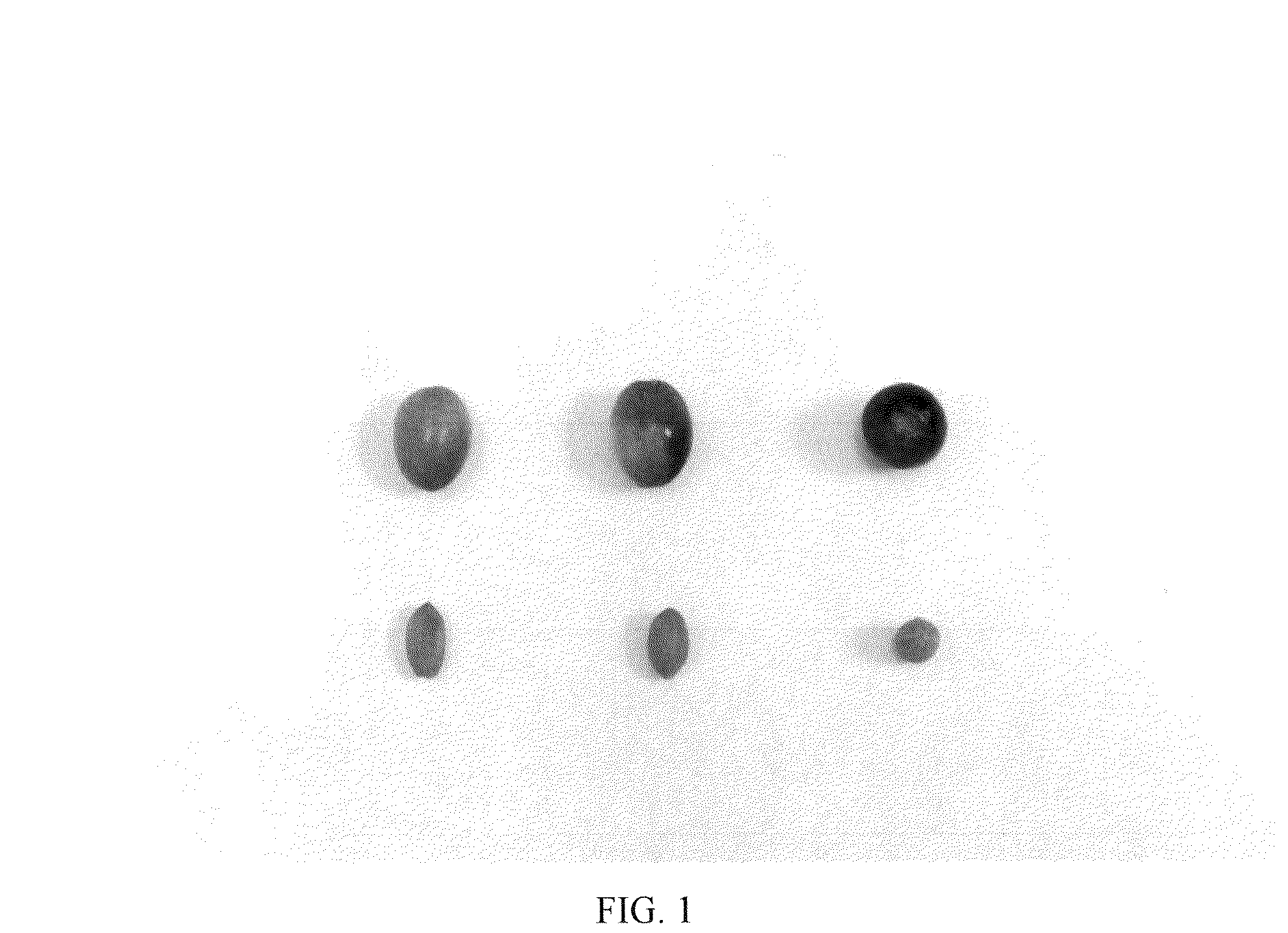 Patent USPP036715 — Olive tree named ‘I 101’ — Figure 1