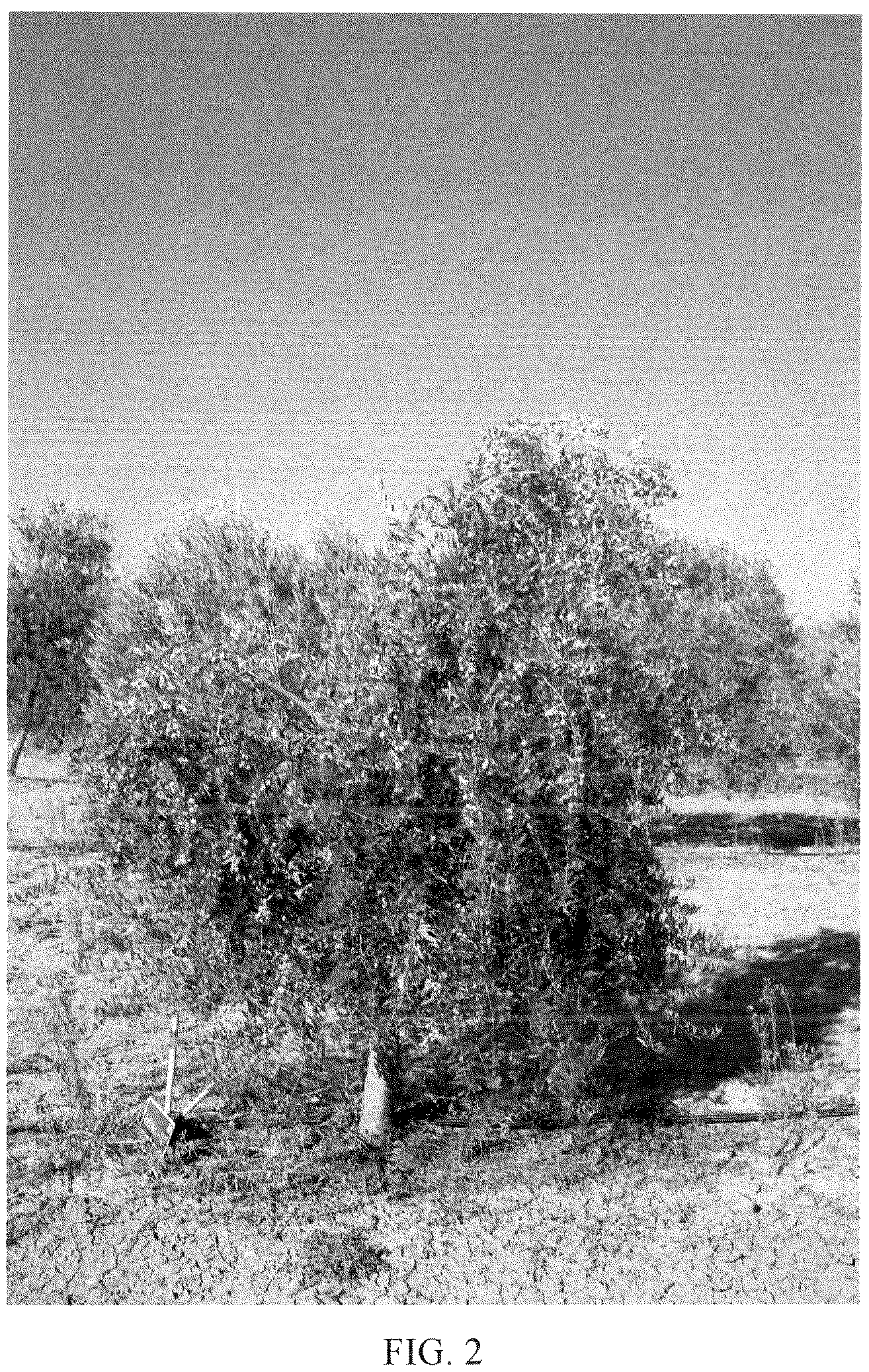 Patent USPP036715 Figure 2 – Olive tree named ‘I 101’