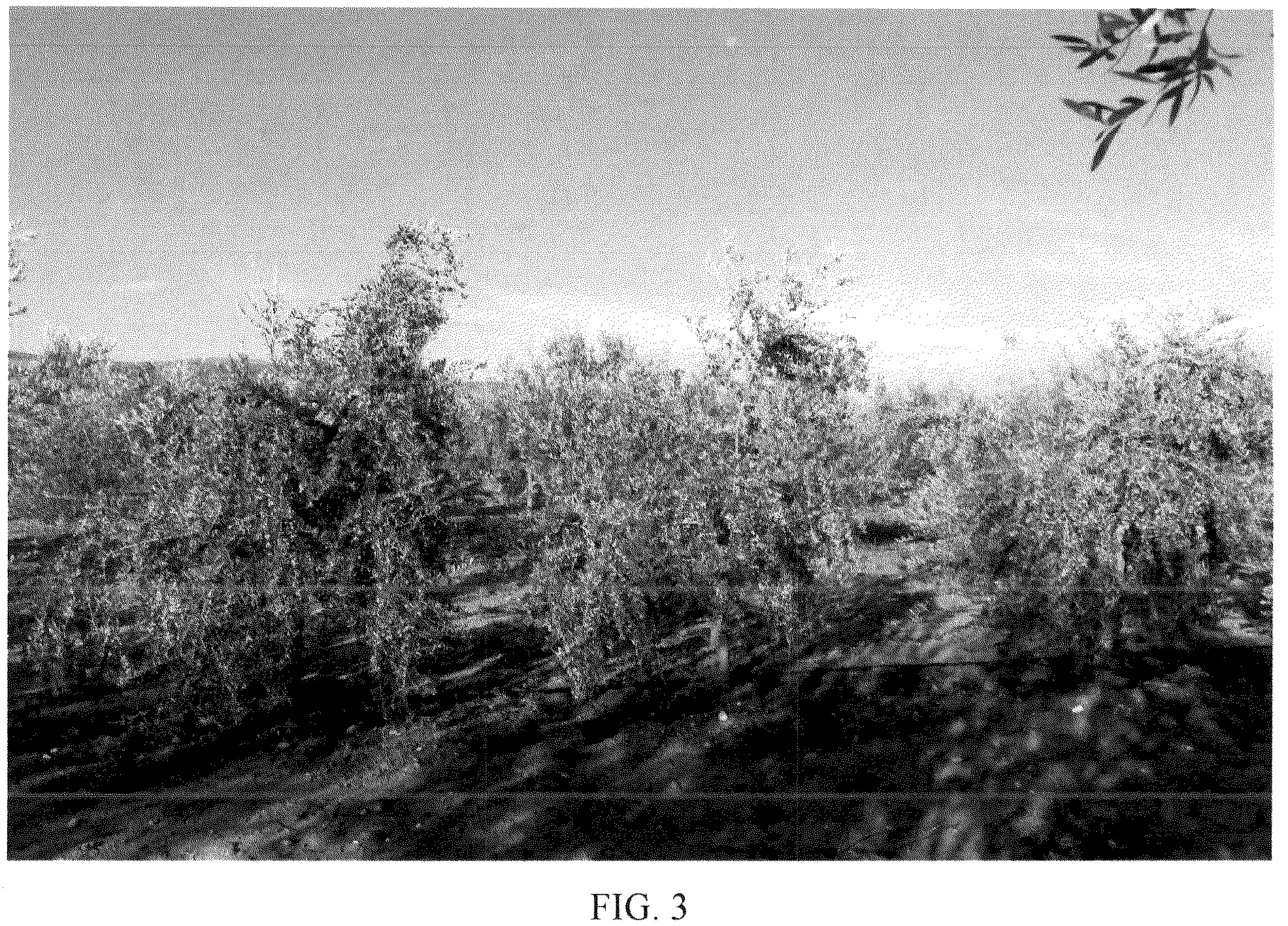 Patent USPP036715 Figure 3 – Olive tree named ‘I 101’