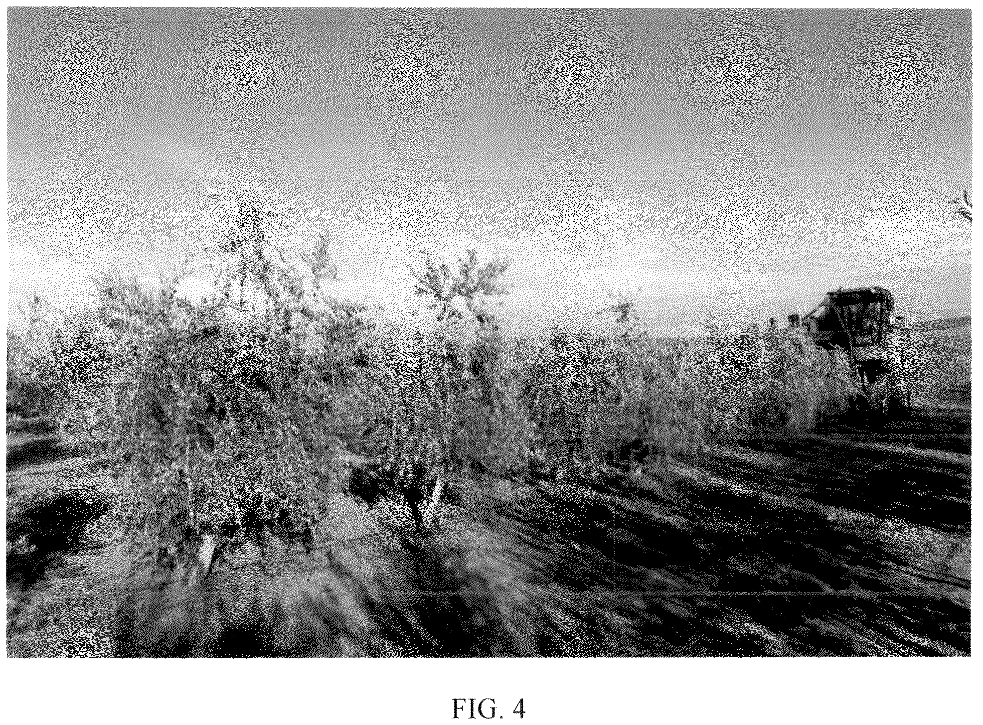 Patent USPP036715 Figure 4 – Olive tree named ‘I 101’
