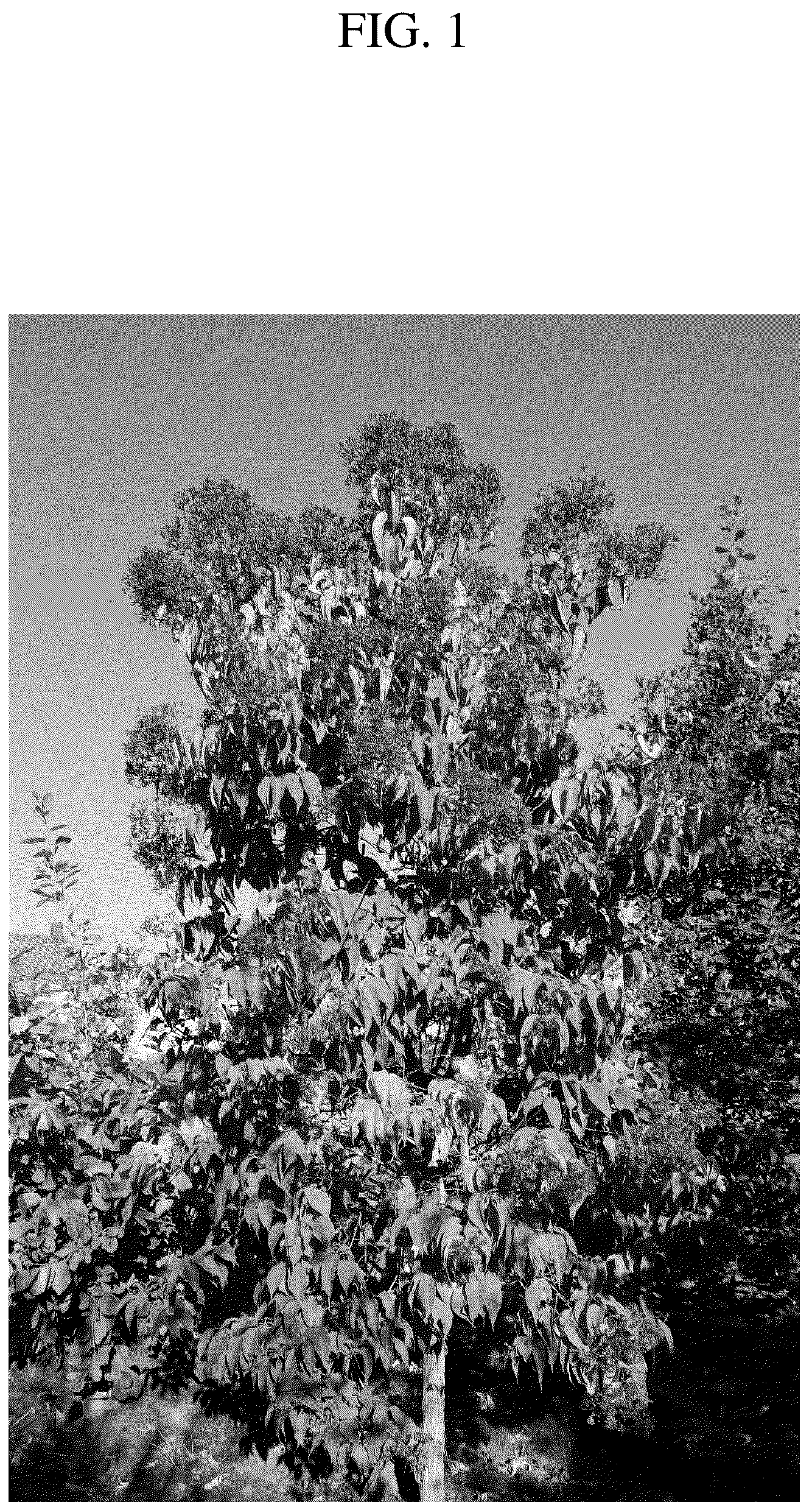 Patent USPP036716 — Heptacodium tree named ‘JFS GM1HM’ — Figure 1