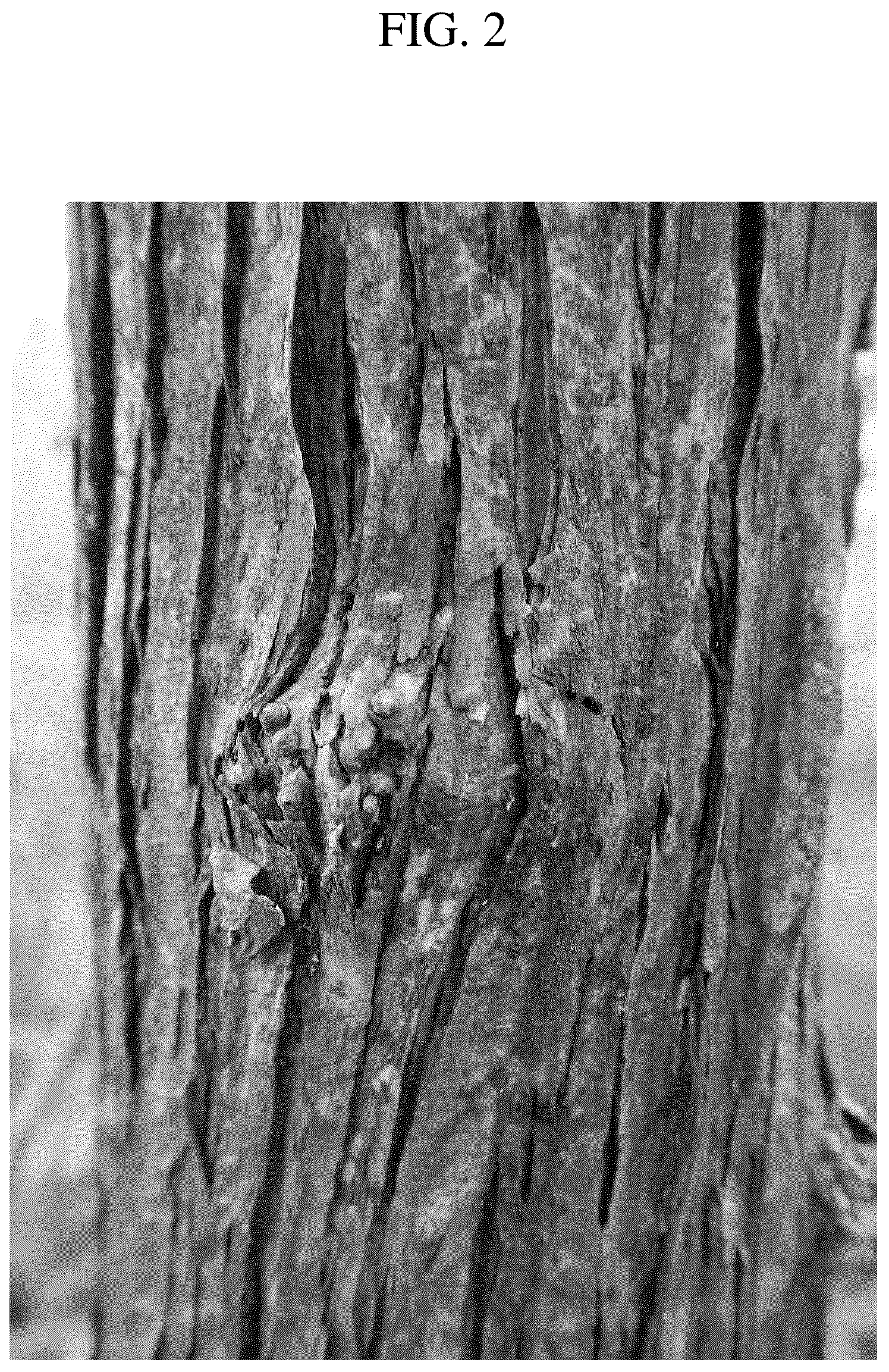 Patent USPP036716 Figure 2 – Heptacodium tree named ‘JFS GM1HM’