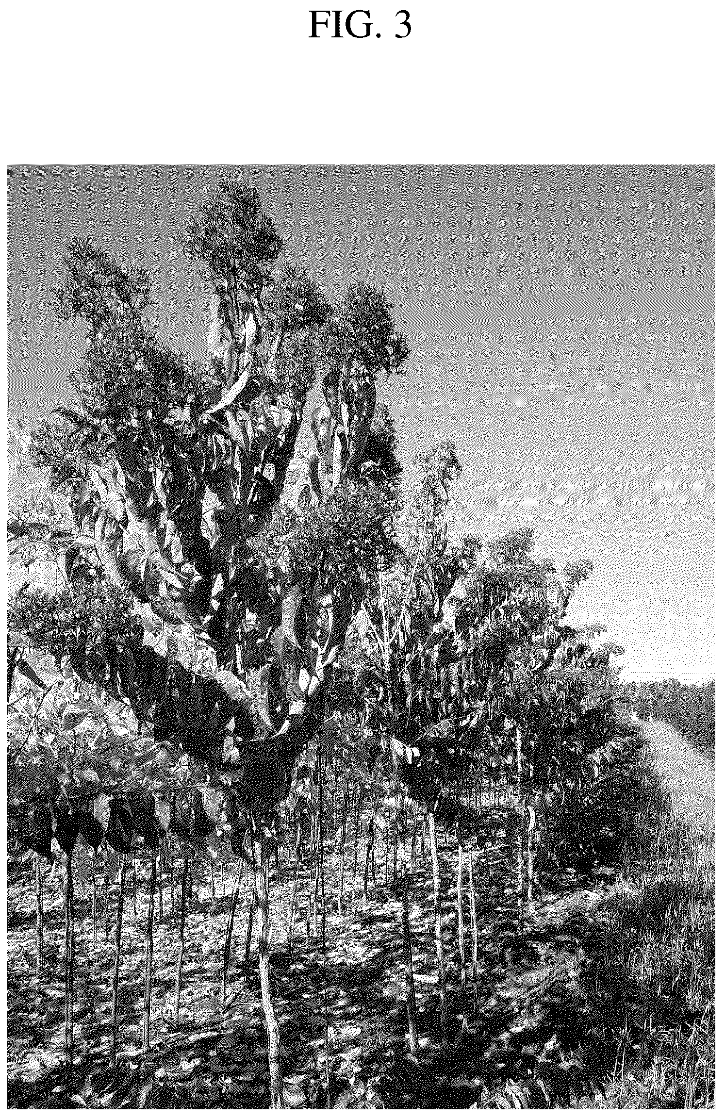Patent USPP036716 Figure 3 – Heptacodium tree named ‘JFS GM1HM’