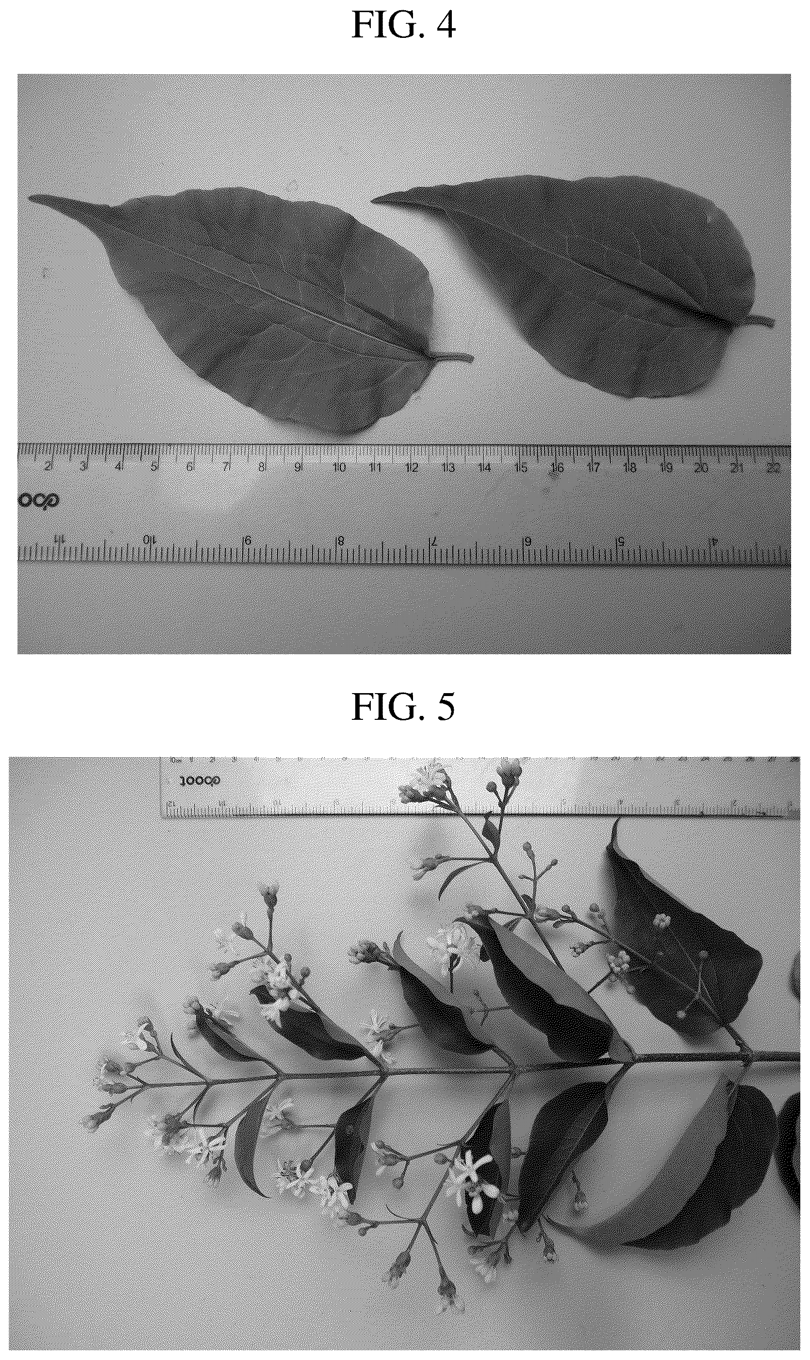 Patent USPP036716 Figure 4 – Heptacodium tree named ‘JFS GM1HM’