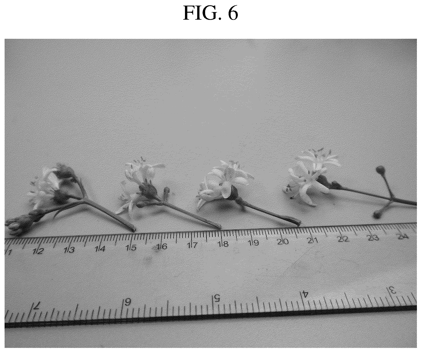 Patent USPP036716 Figure 5 – Heptacodium tree named ‘JFS GM1HM’