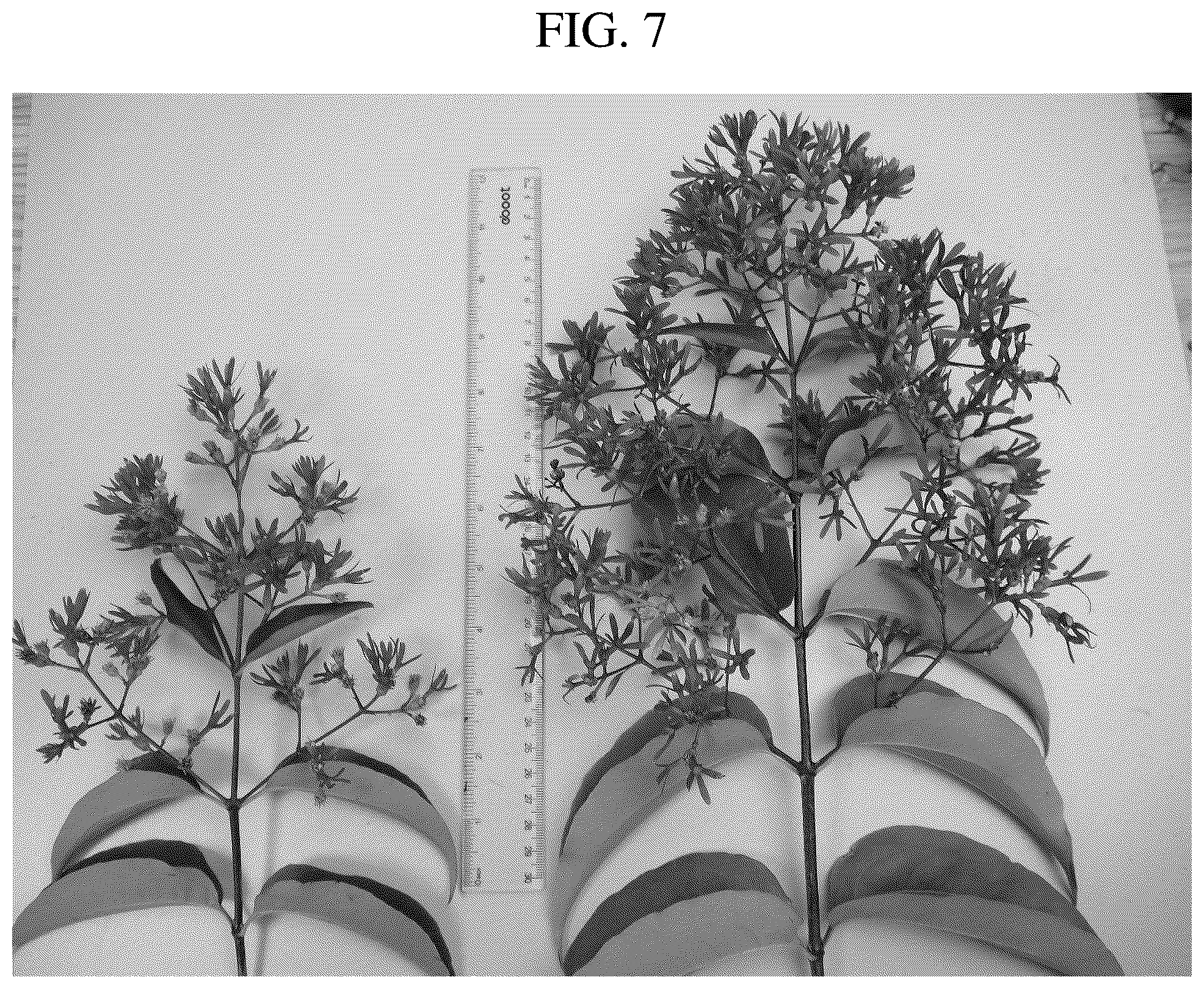 Patent USPP036716 Figure 6 – Heptacodium tree named ‘JFS GM1HM’