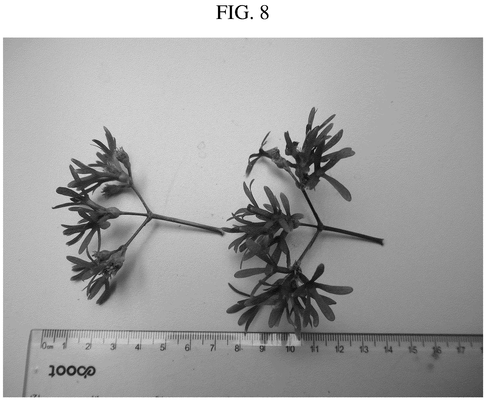 Patent USPP036716 Figure 7 – Heptacodium tree named ‘JFS GM1HM’