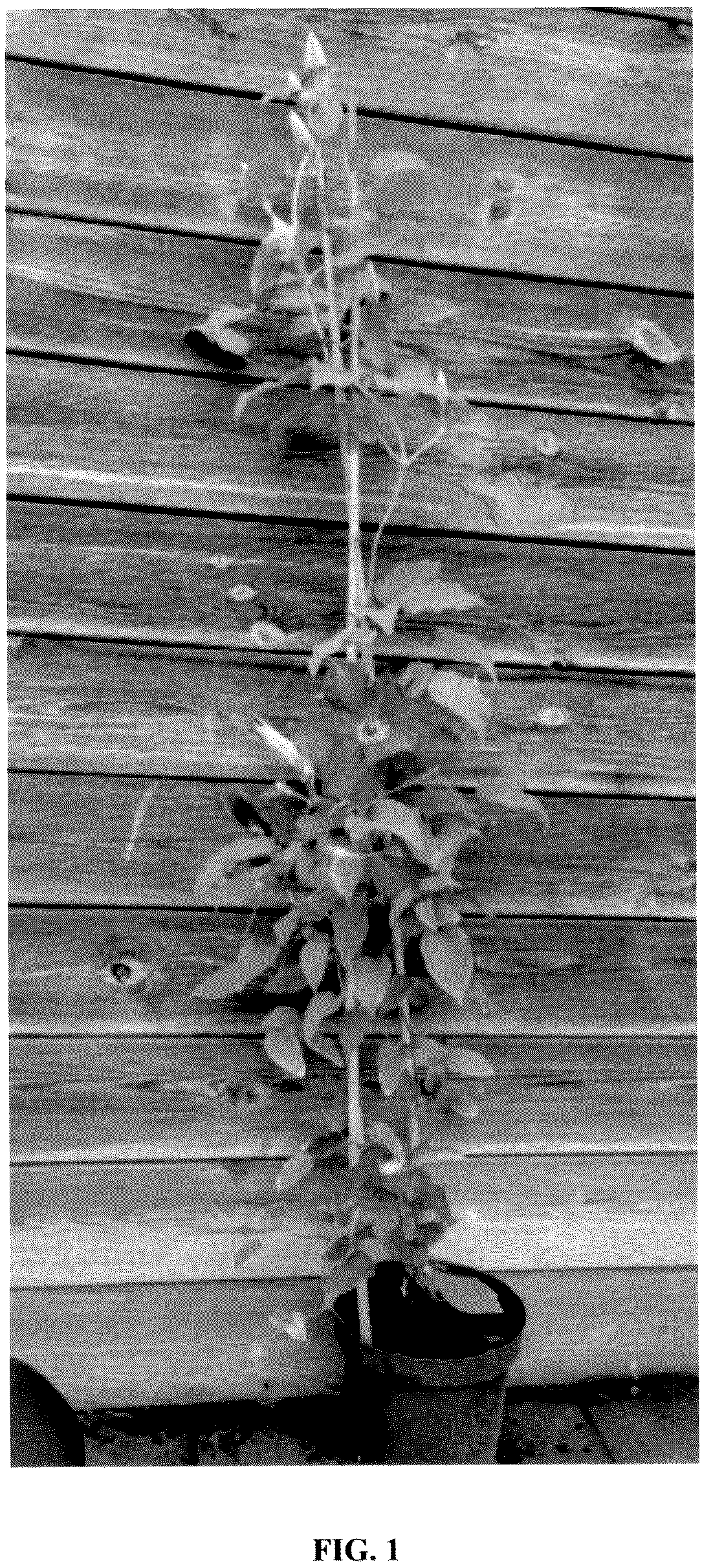 Patent USPP036717 — Clematis plant named ‘EviGsy152’ — Figure 1