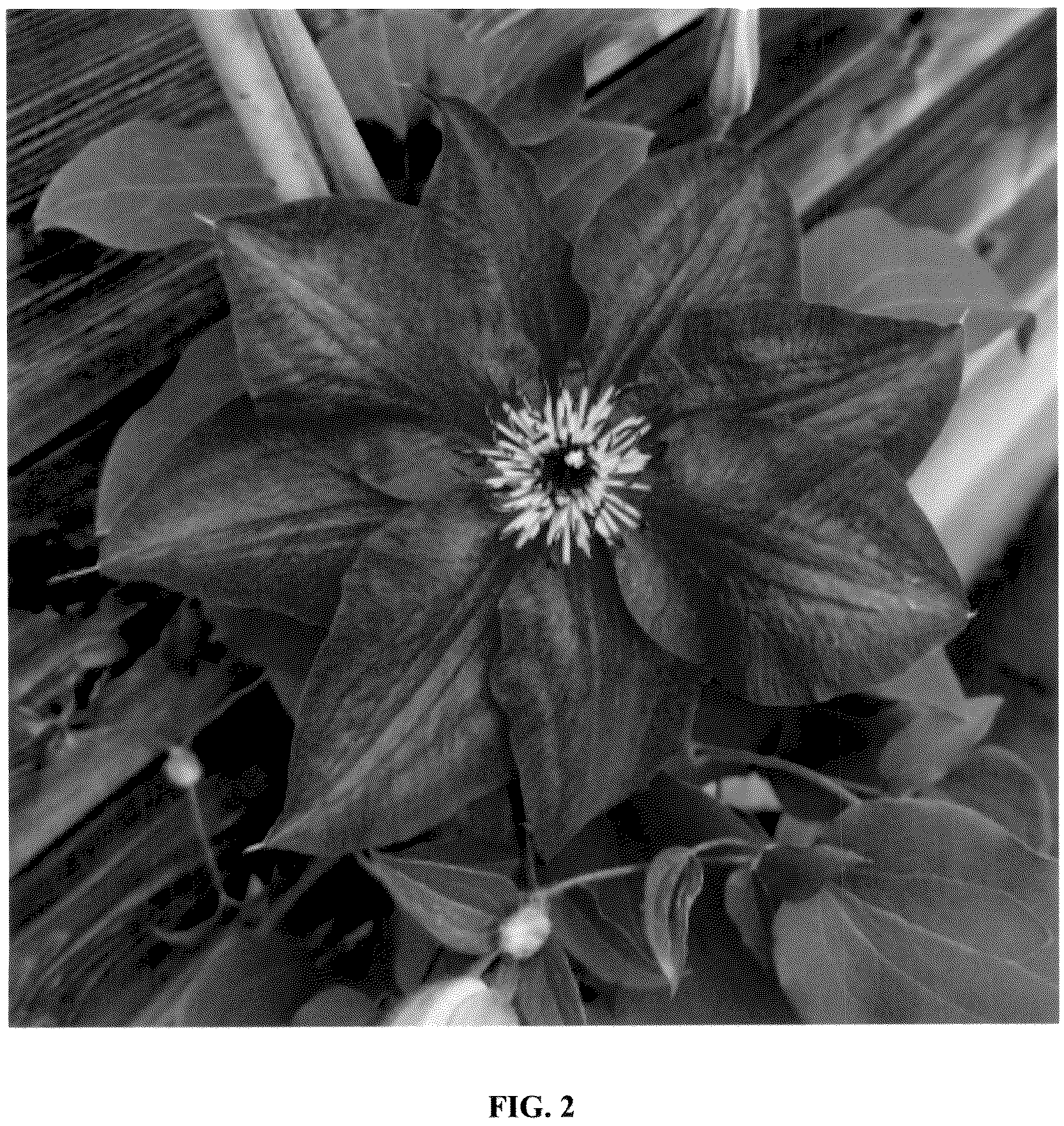Patent USPP036717 Figure 2 – Clematis plant named ‘EviGsy152’