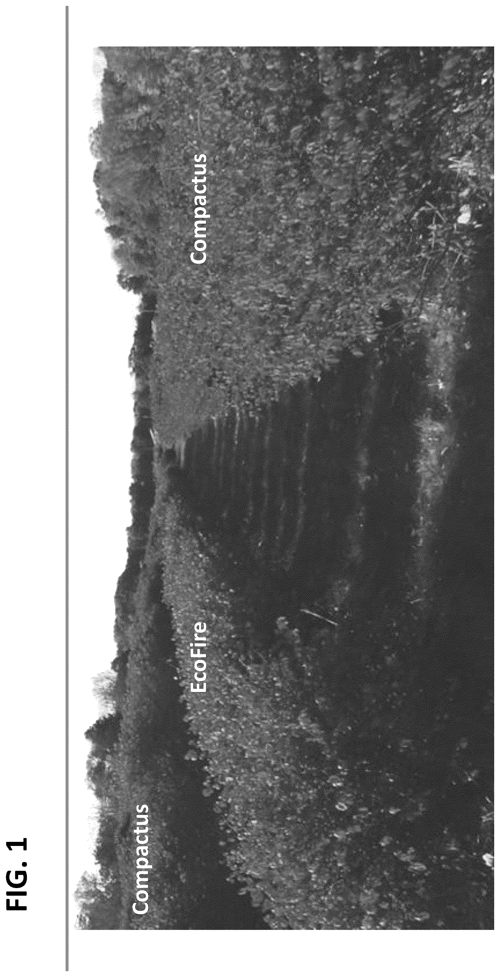 Patent USPP036718 Figure 1 – Euonymus plant named ‘EcoFire’