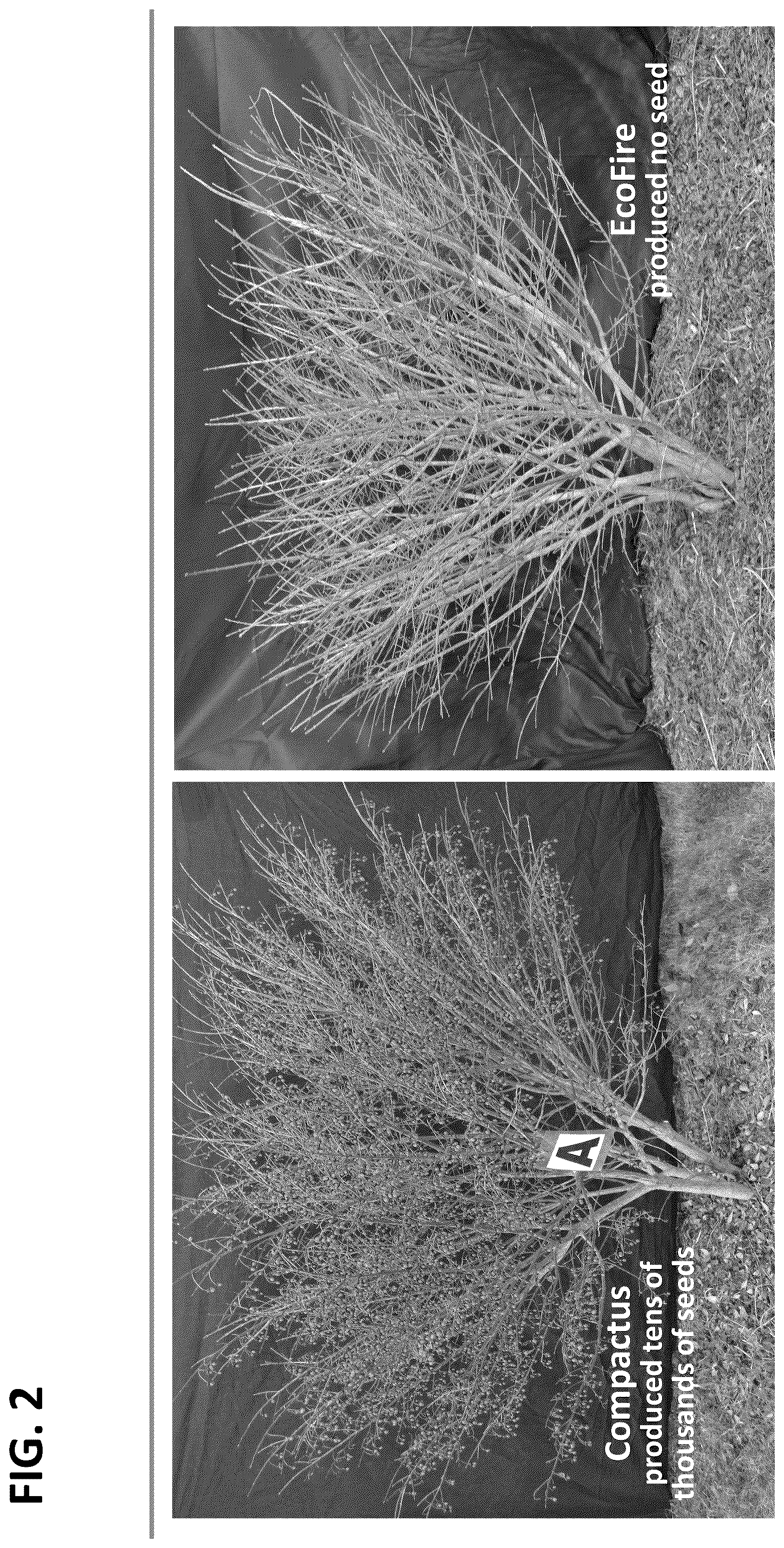 Patent USPP036718 Figure 2 – Euonymus plant named ‘EcoFire’