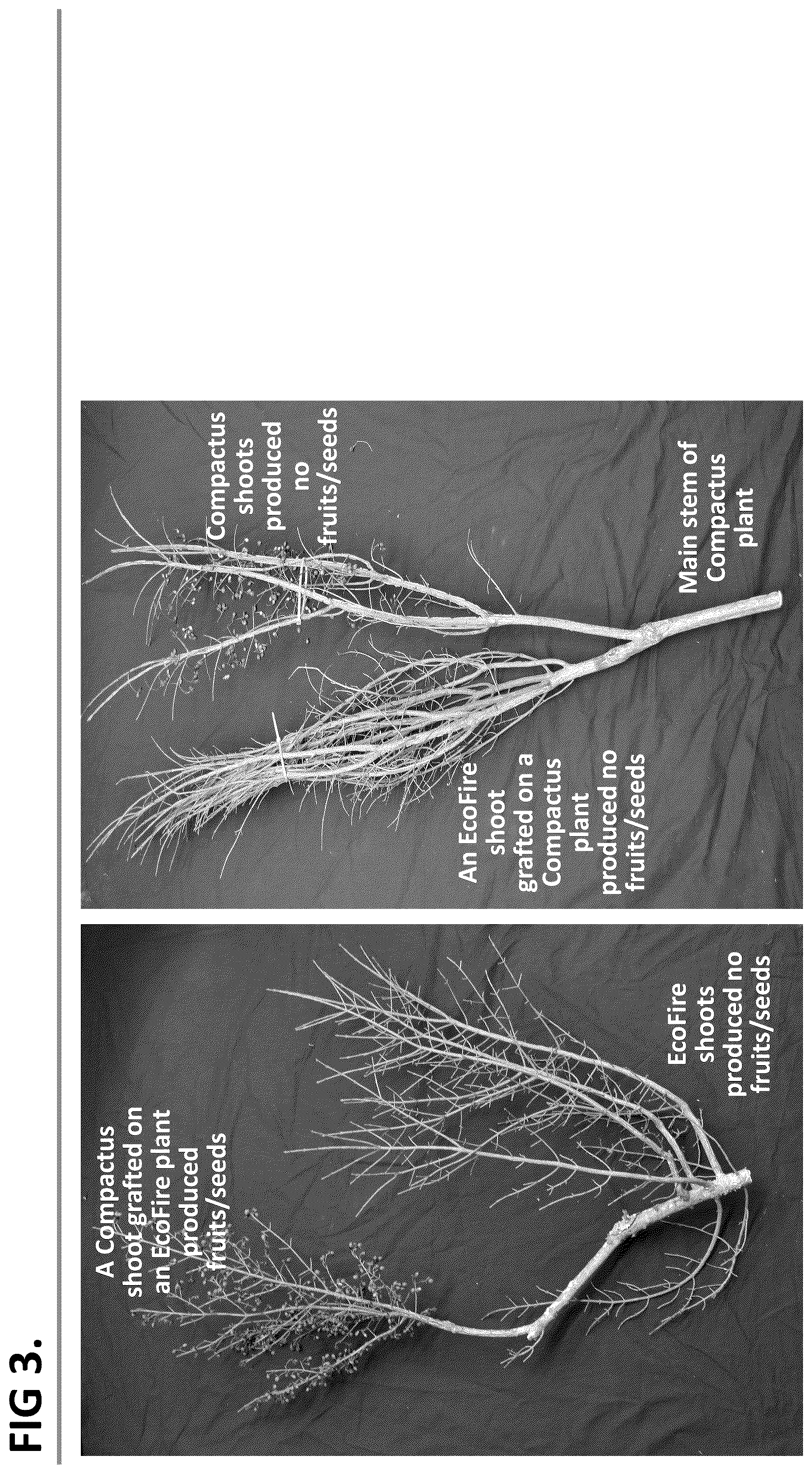 Patent USPP036718 Figure 3 – Euonymus plant named ‘EcoFire’