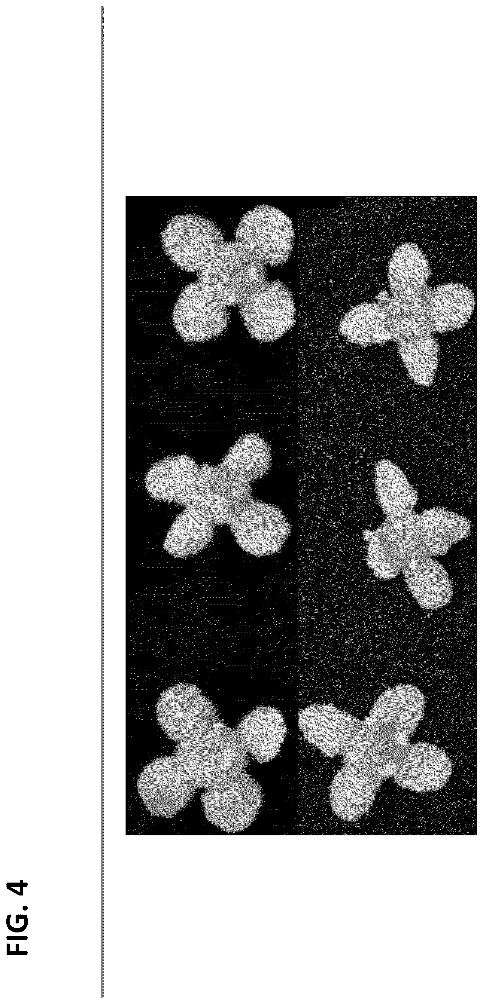 Patent USPP036718 Figure 4 – Euonymus plant named ‘EcoFire’