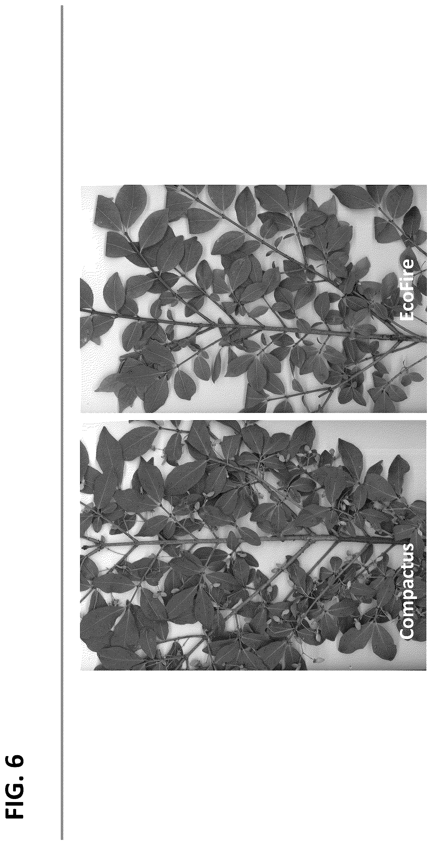 Patent USPP036718 Figure 6 – Euonymus plant named ‘EcoFire’