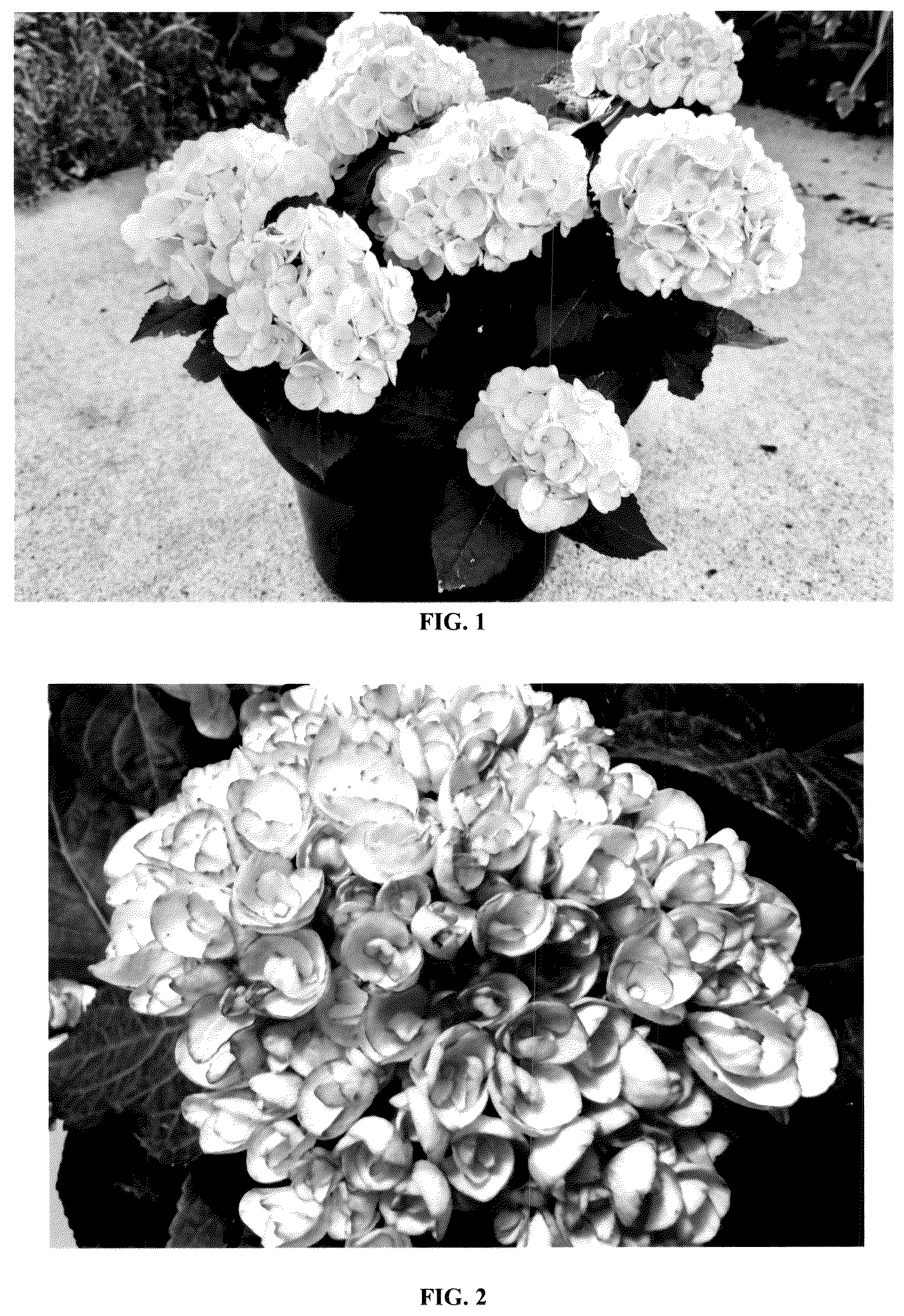 Patent USPP036719 Figure 1 – Hydrangea plant named ‘Hokomamipe’