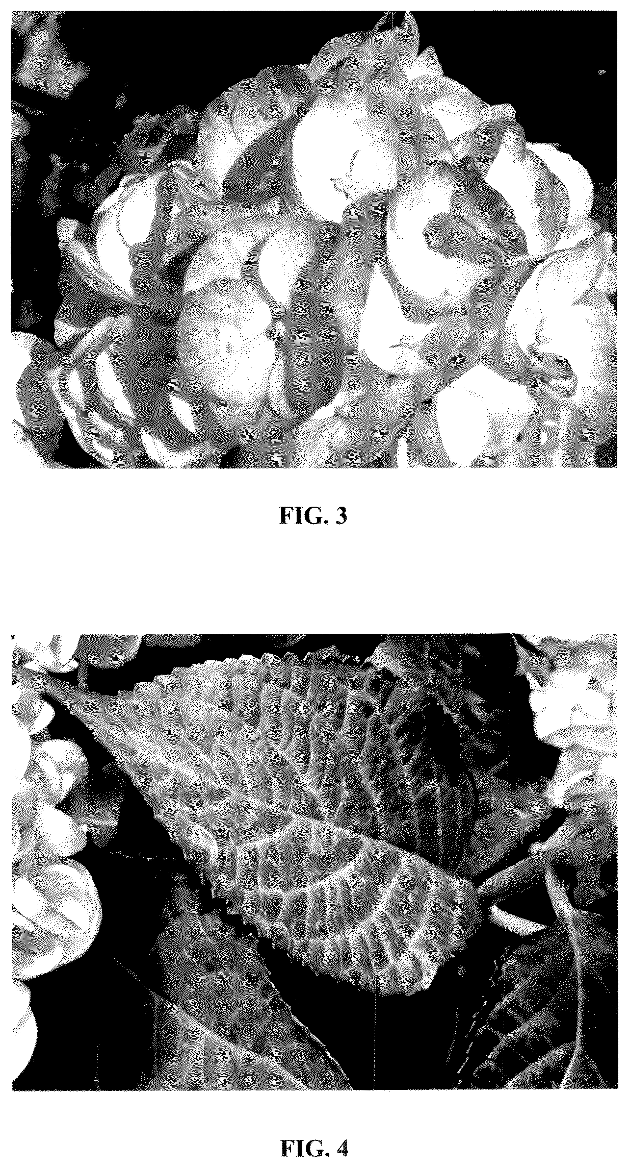 Patent USPP036719 Figure 2 – Hydrangea plant named ‘Hokomamipe’