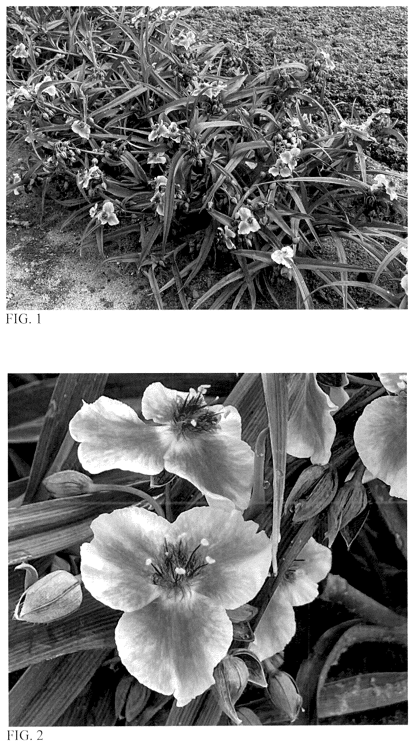 Patent USPP036720 Figure 1 – Tradescantia plant named ‘Webmaster’