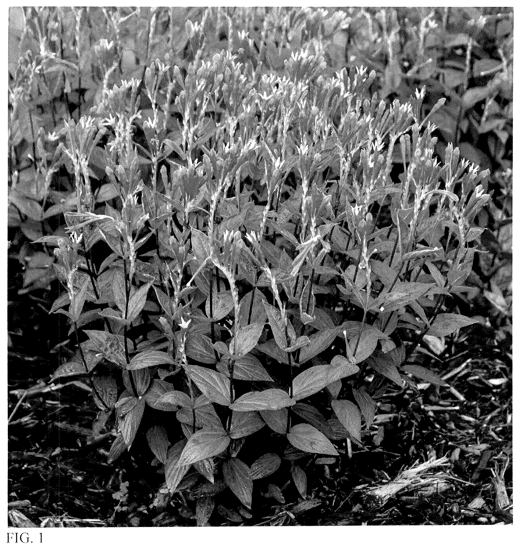 Patent USPP036721 — Spigelia plant named ‘Orange Slices’ — Figure 1