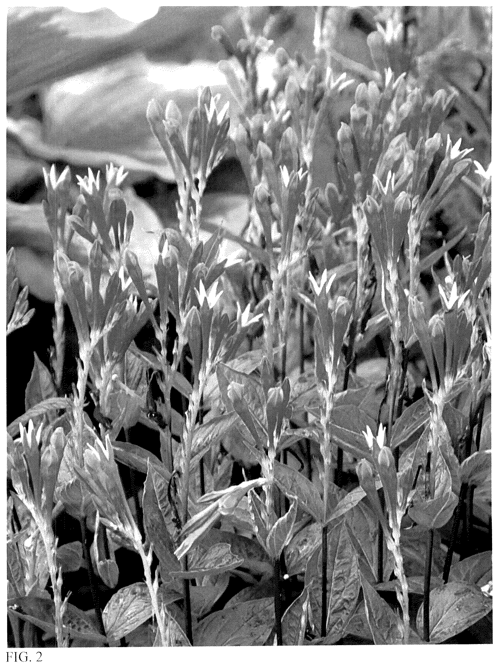 Patent USPP036721 Figure 2 – Spigelia plant named ‘Orange Slices’