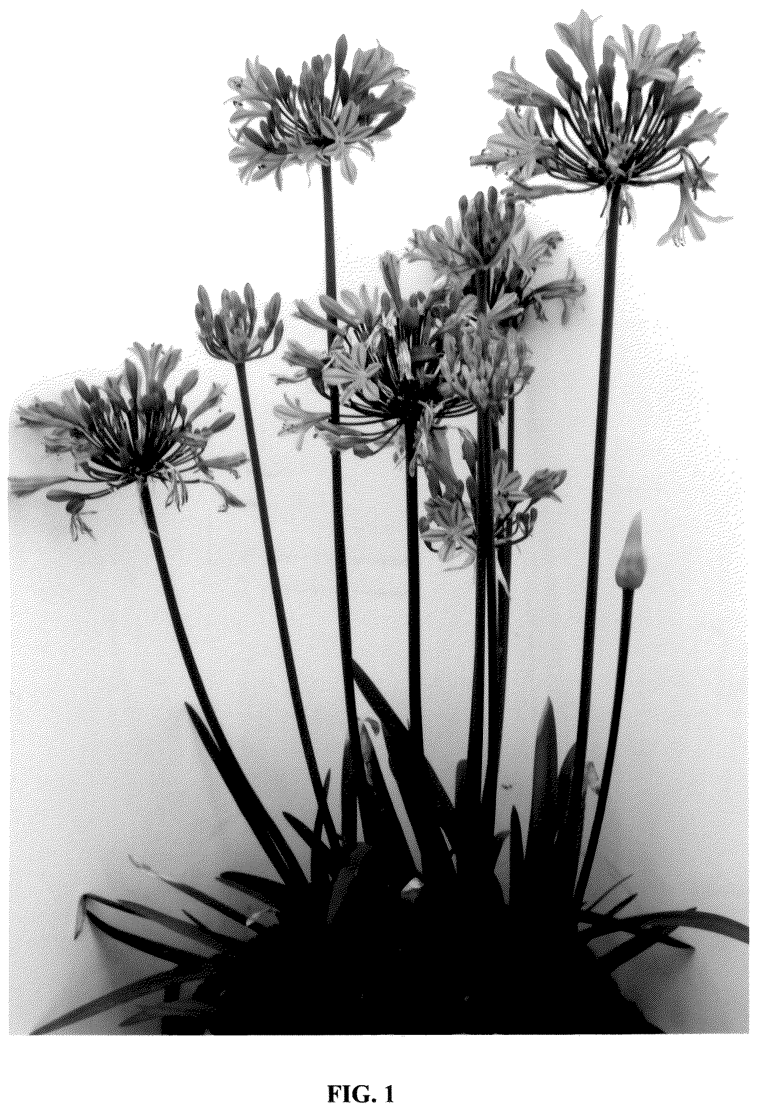 Patent USPP036722 — Agapanthus plant named ‘FO21BM110’ — Figure 1